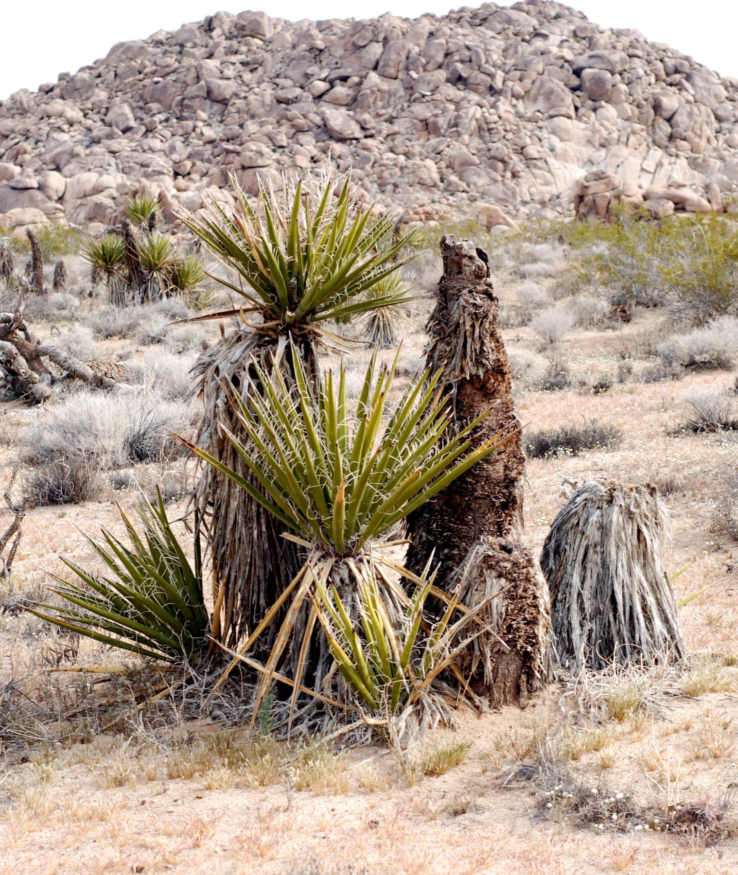 Mojave Yucca — photo 20