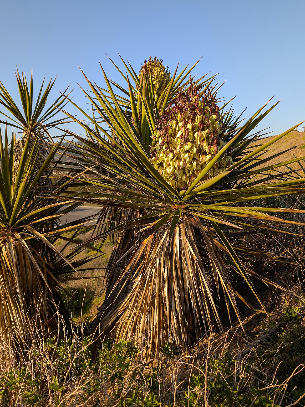 Mojave Yucca — photo 23