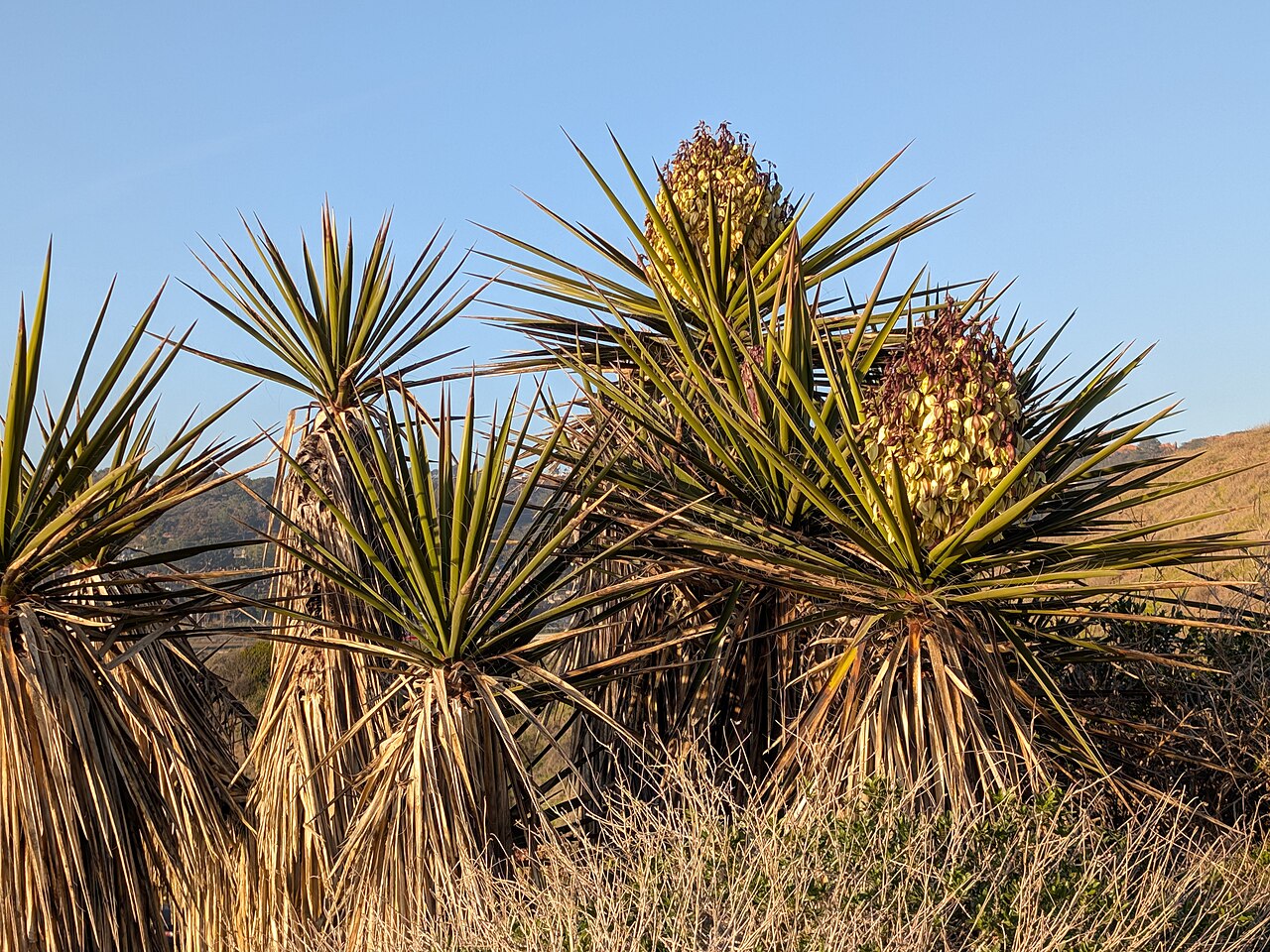 Mojave Yucca — photo 24