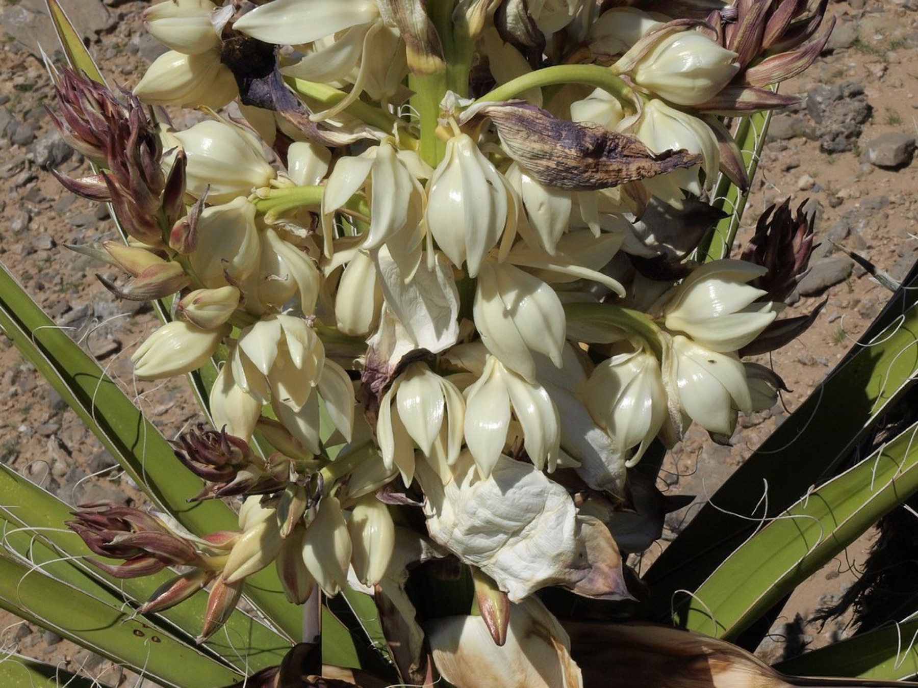 Mojave Yucca
