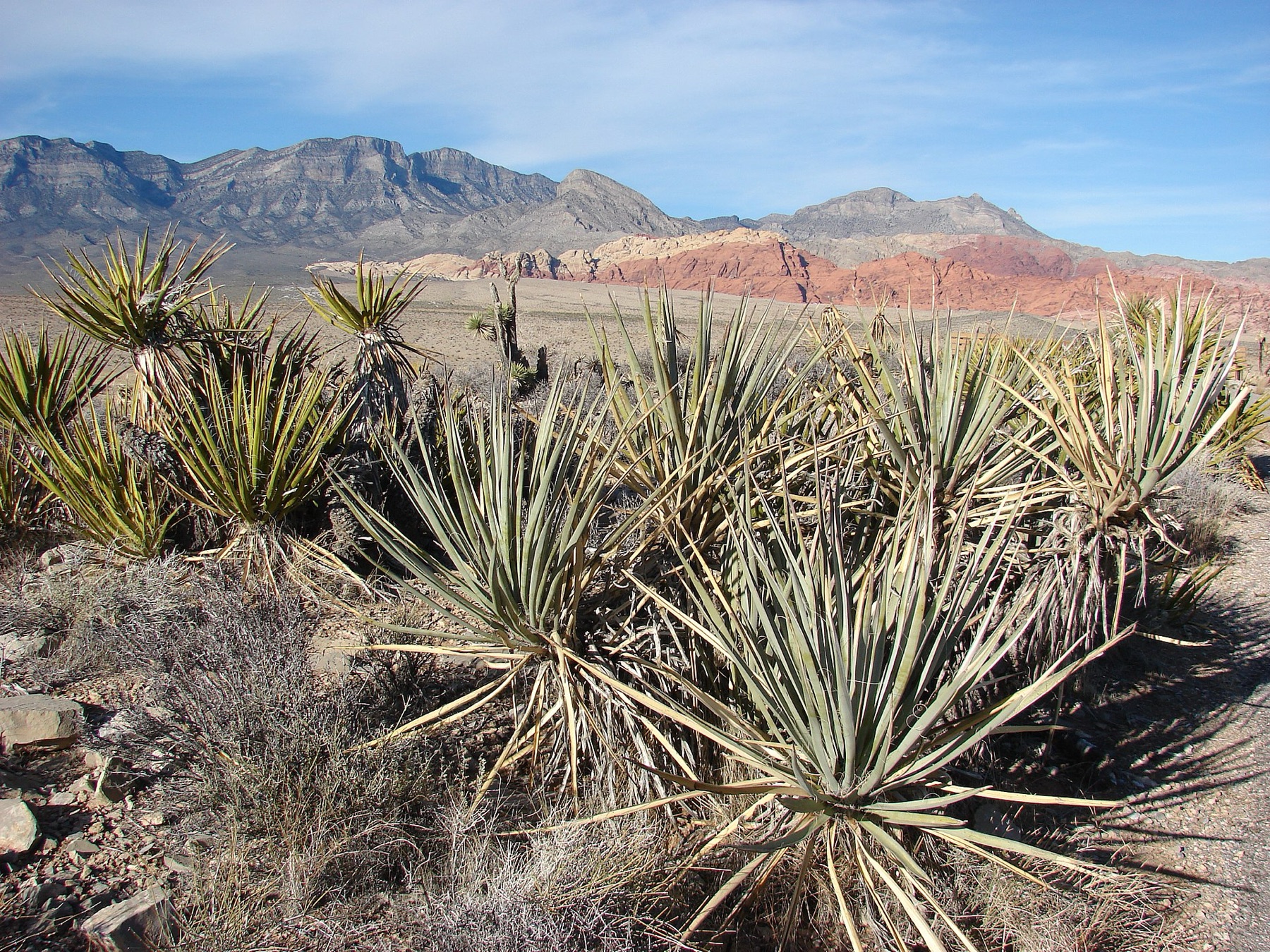 Mojave Yucca — photo 2