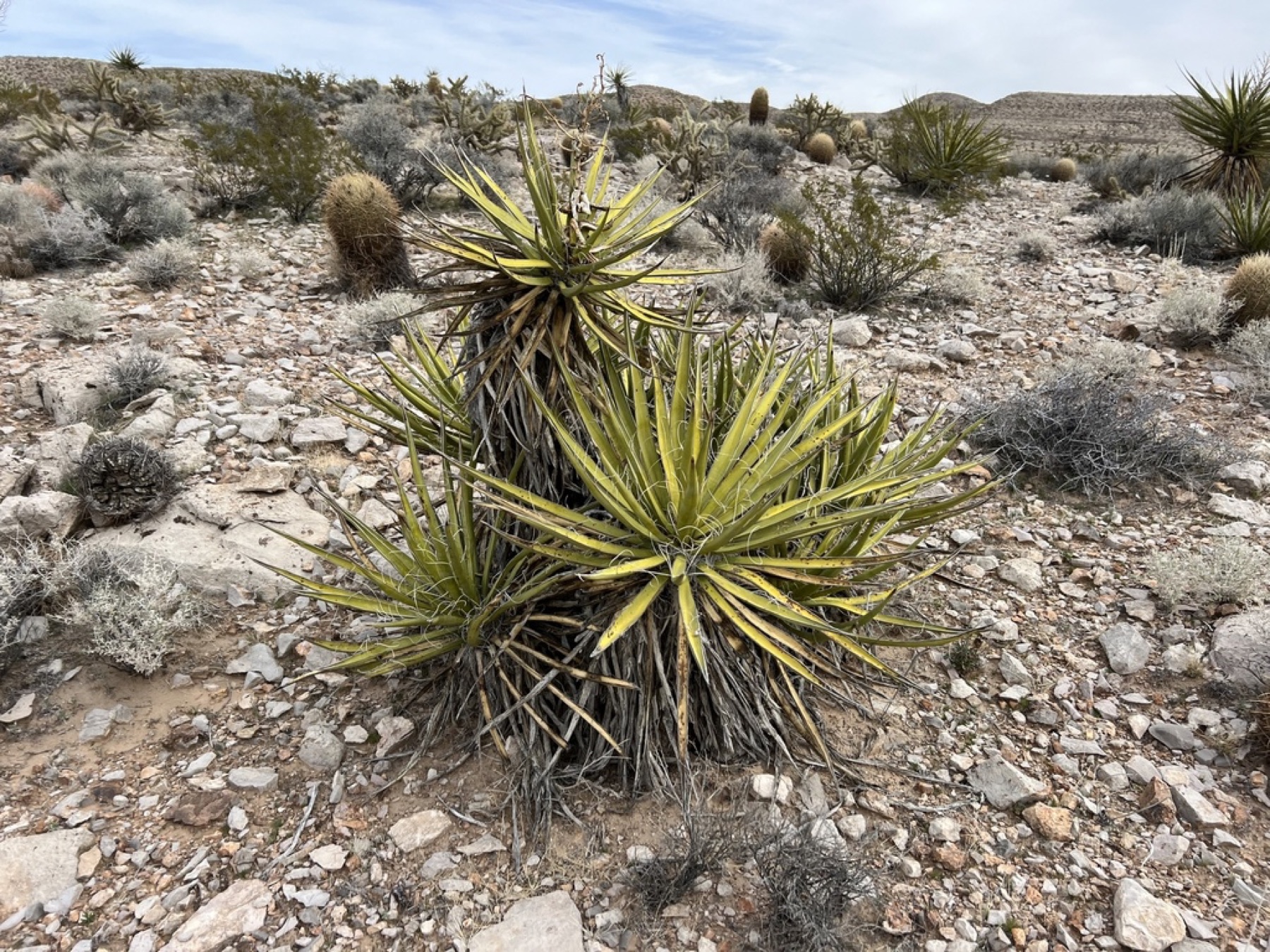 Mojave Yucca — photo 3