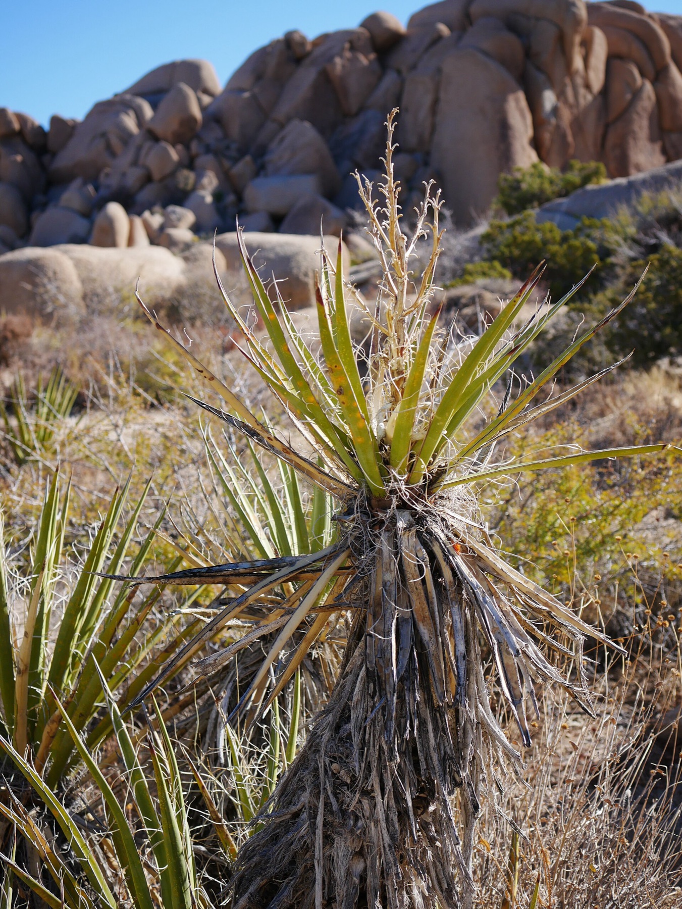 Mojave Yucca — photo 4