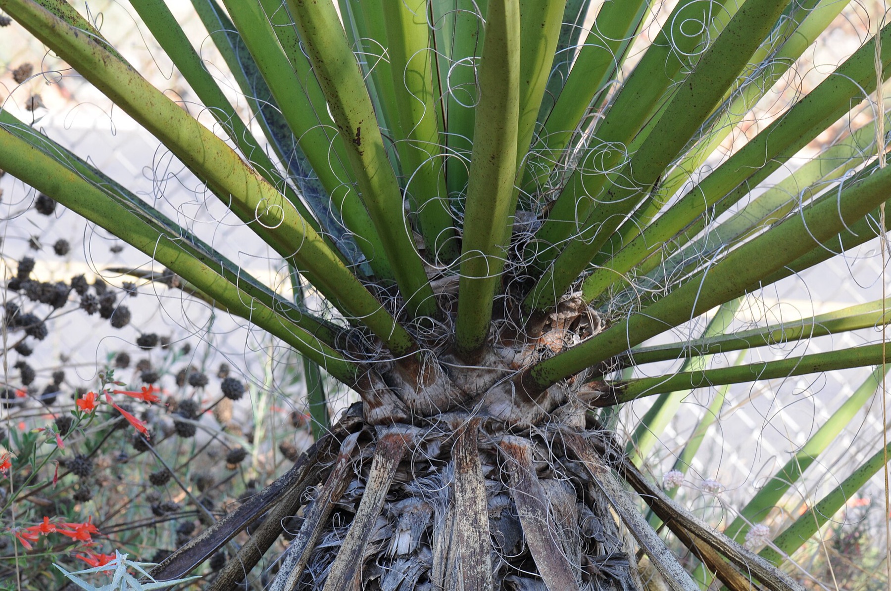 Mojave Yucca — photo 5
