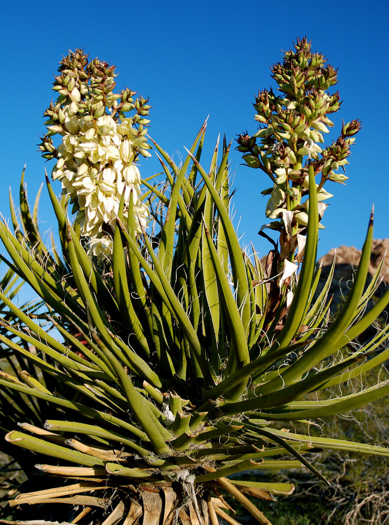 Mojave Yucca — photo 21