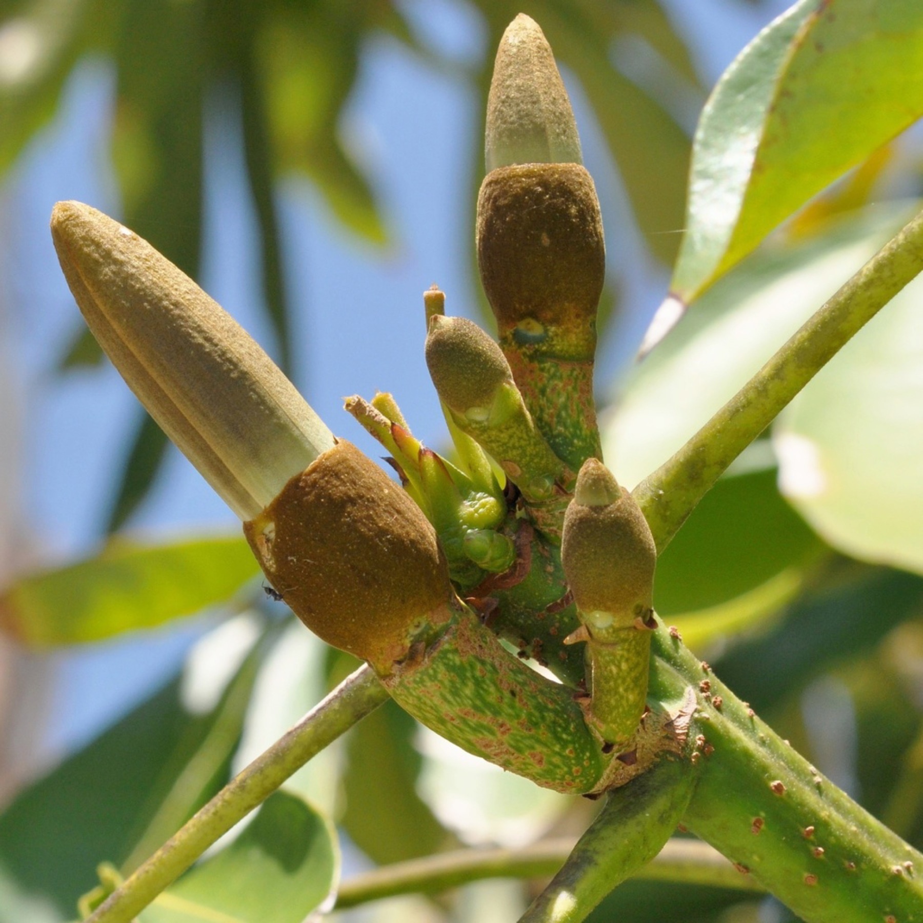 Money Tree — photo 6