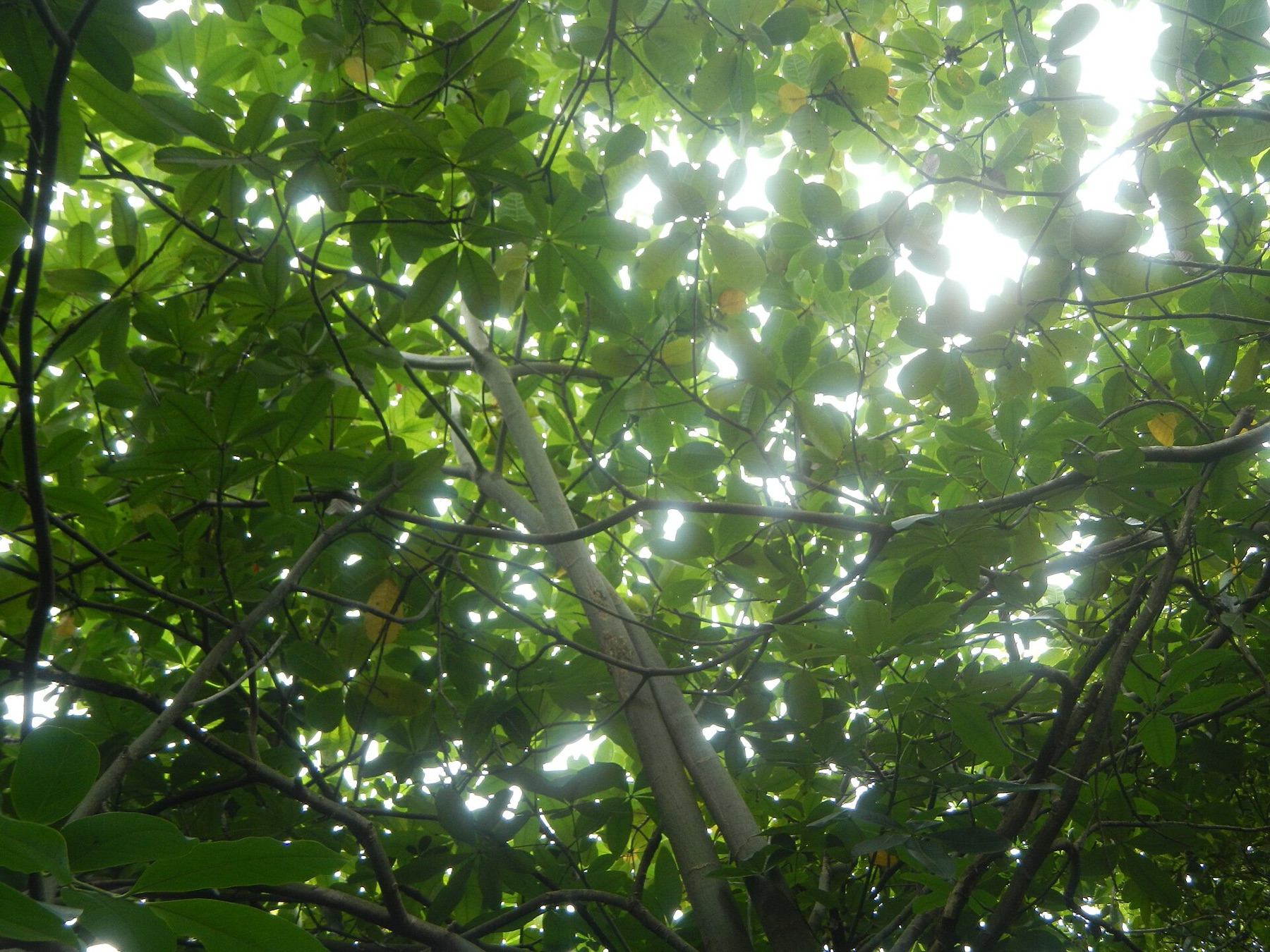 Money Tree — photo 7