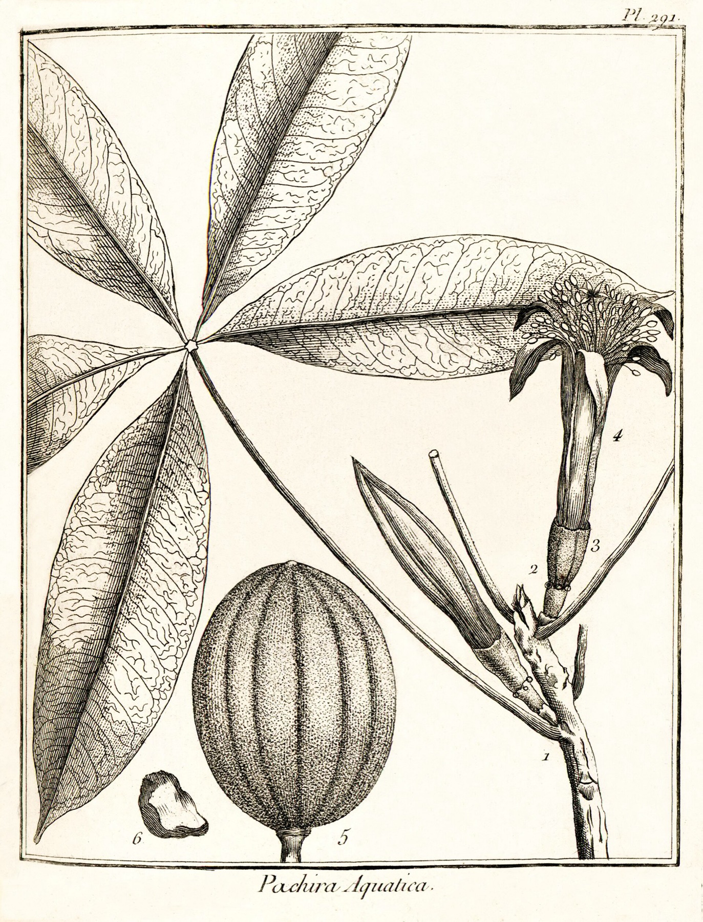 Money Tree — photo 10