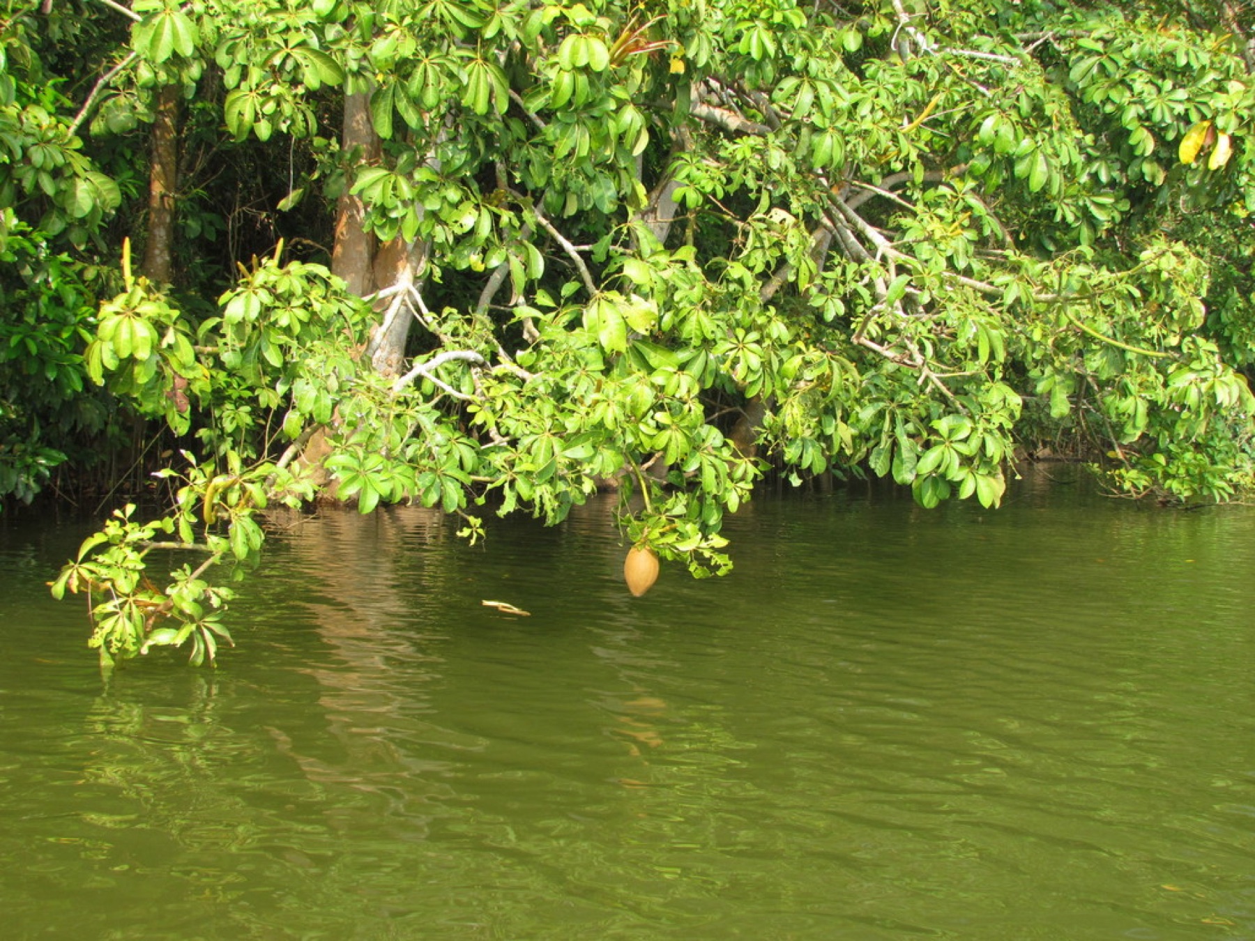 Money Tree — photo 12