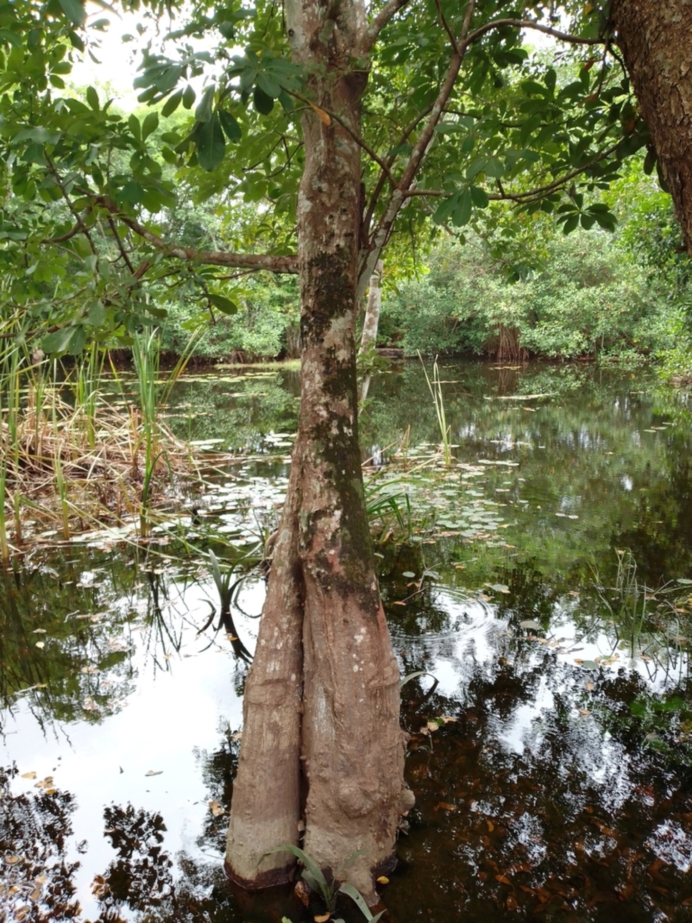 Money Tree — photo 13