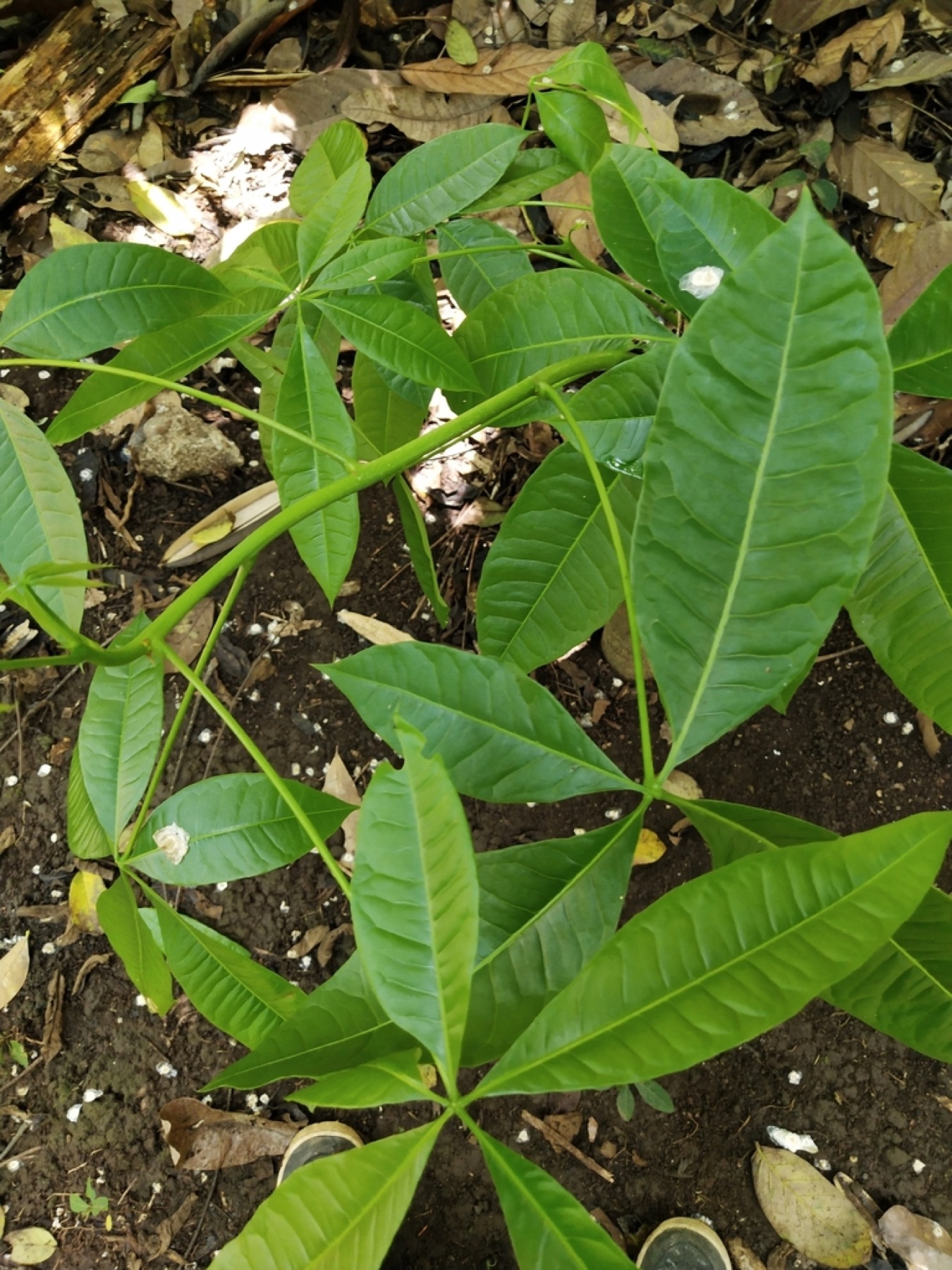 Money Tree — photo 14