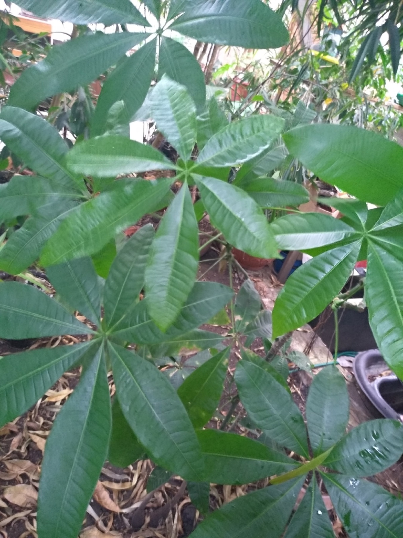 Money Tree — photo 15