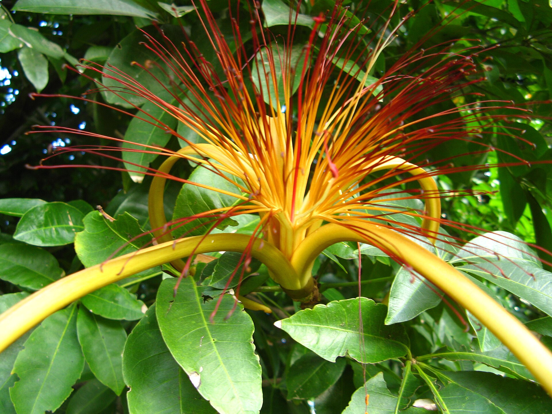 Money Tree — photo 22