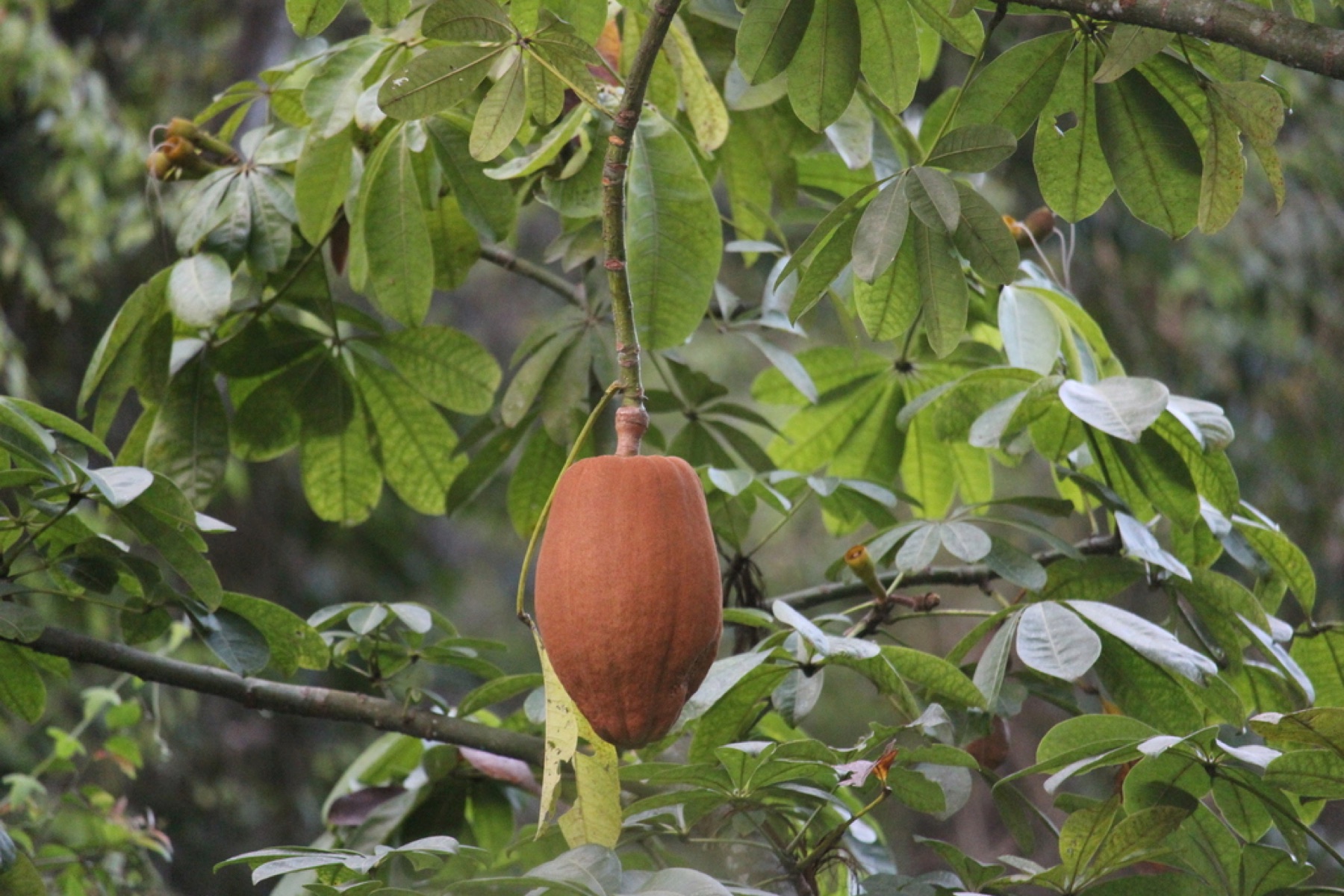 Money Tree — photo 16
