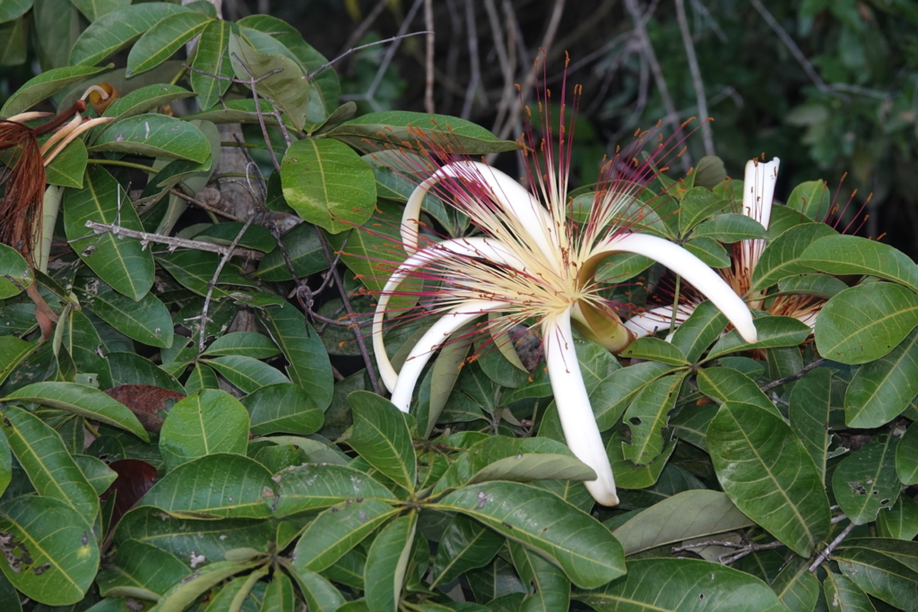 Money Tree — photo 17