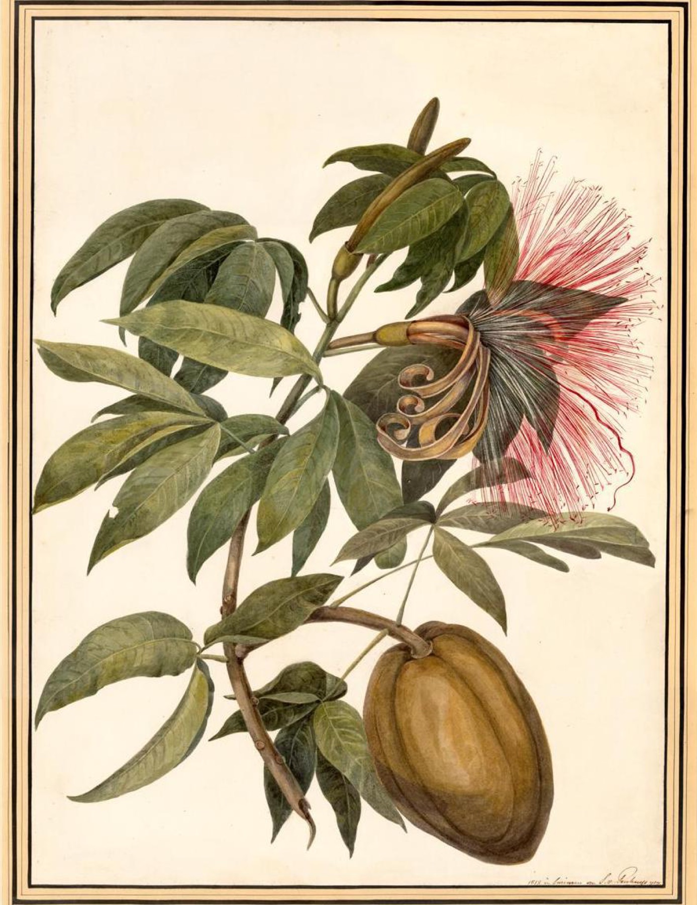 Money Tree — photo 18