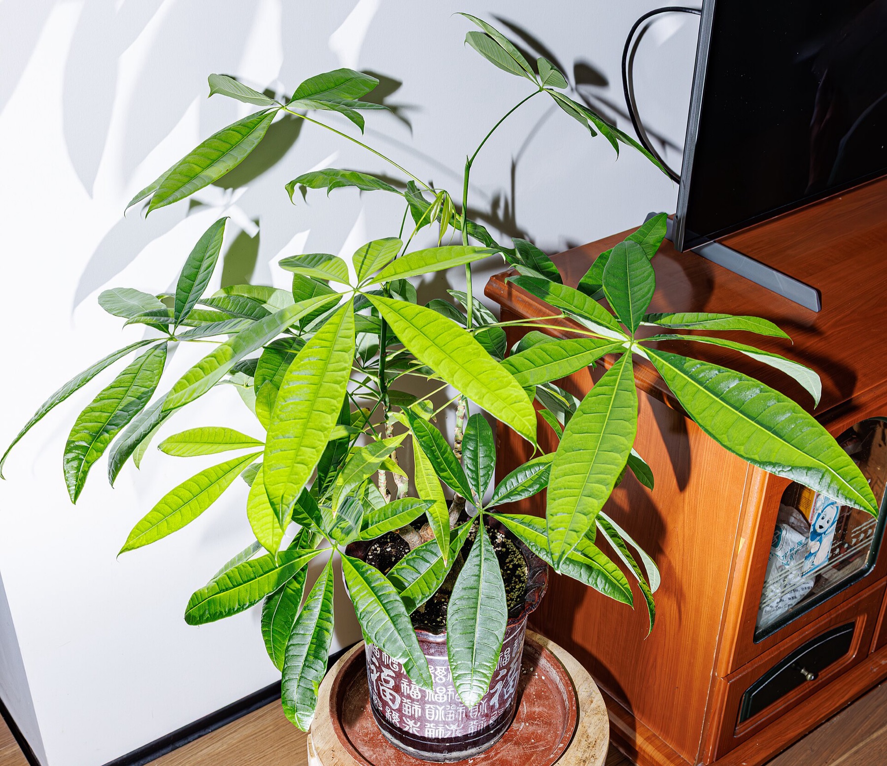 Money Tree — photo 19