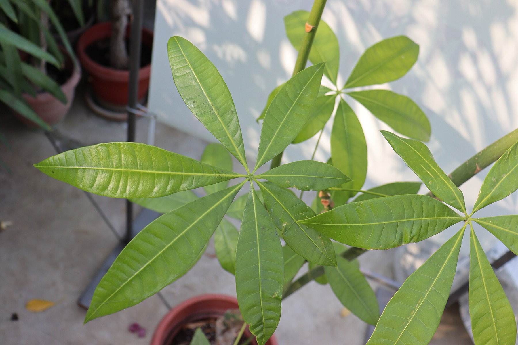 Money Tree — photo 20