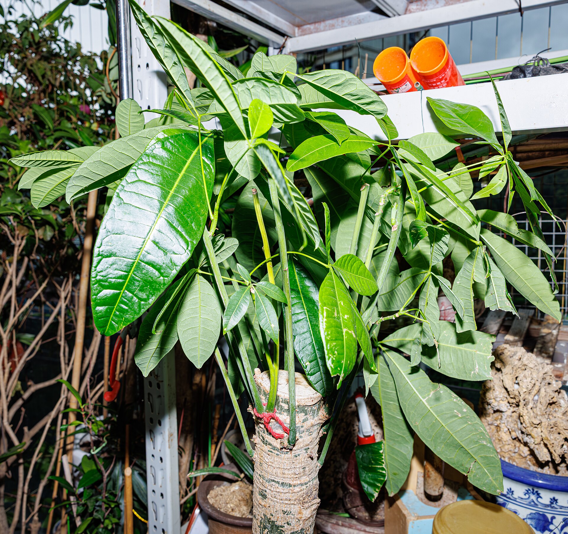 Money Tree — photo 23