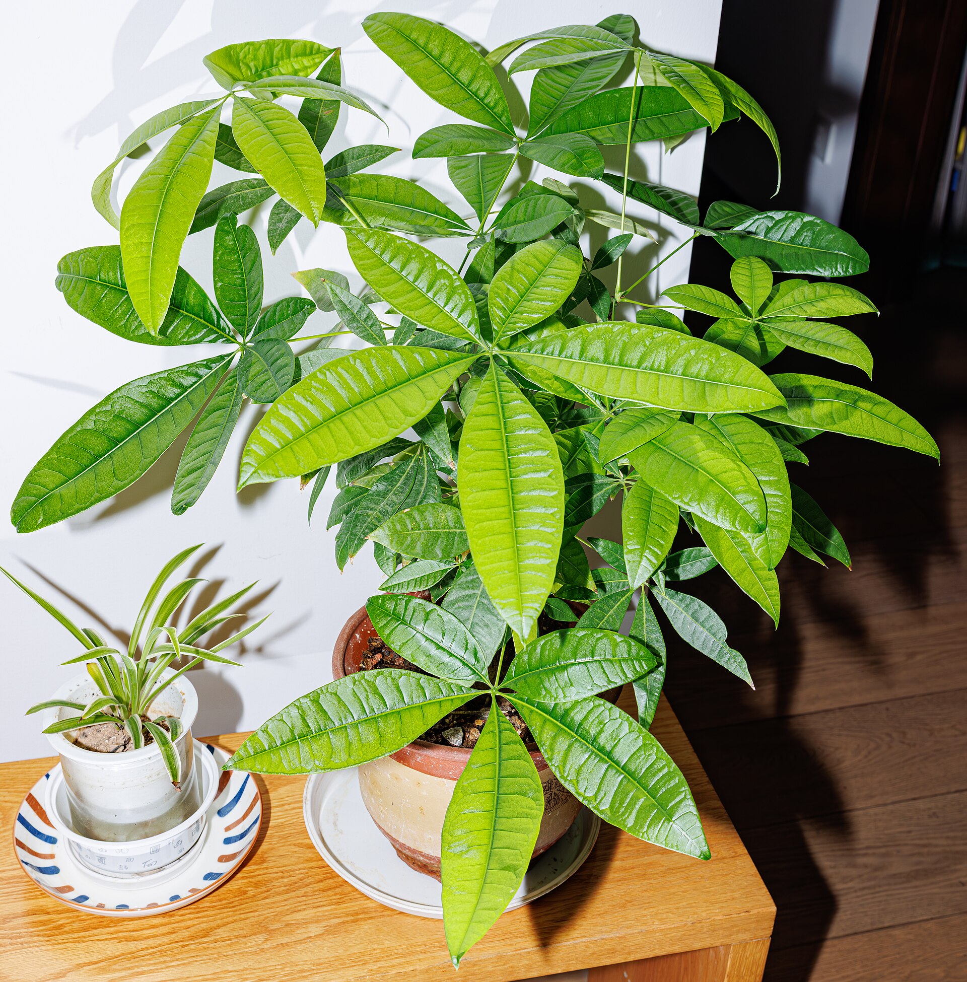 Money Tree — photo 24