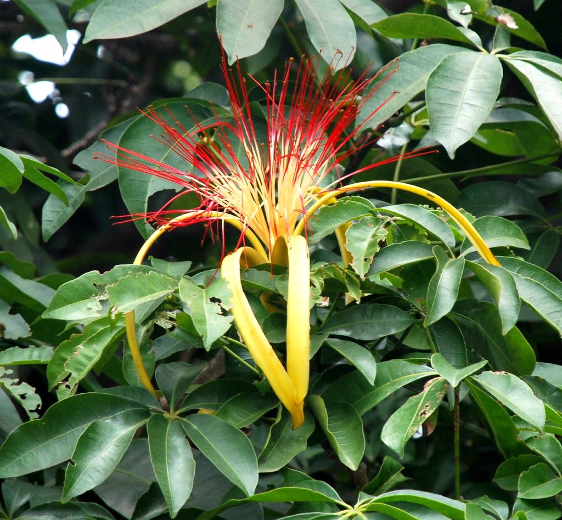 Money Tree — photo 1
