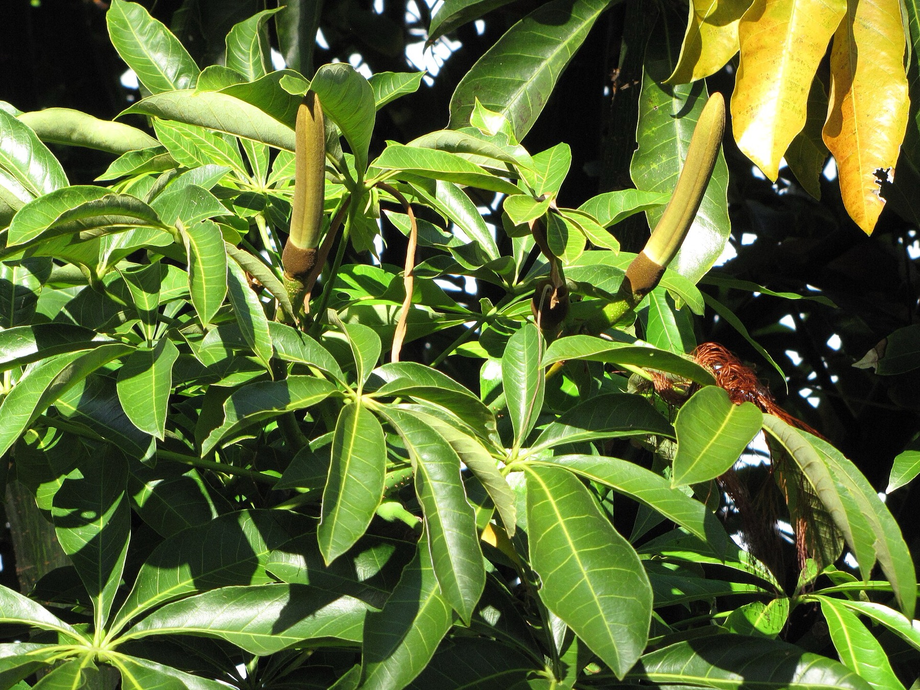 Money Tree — photo 2