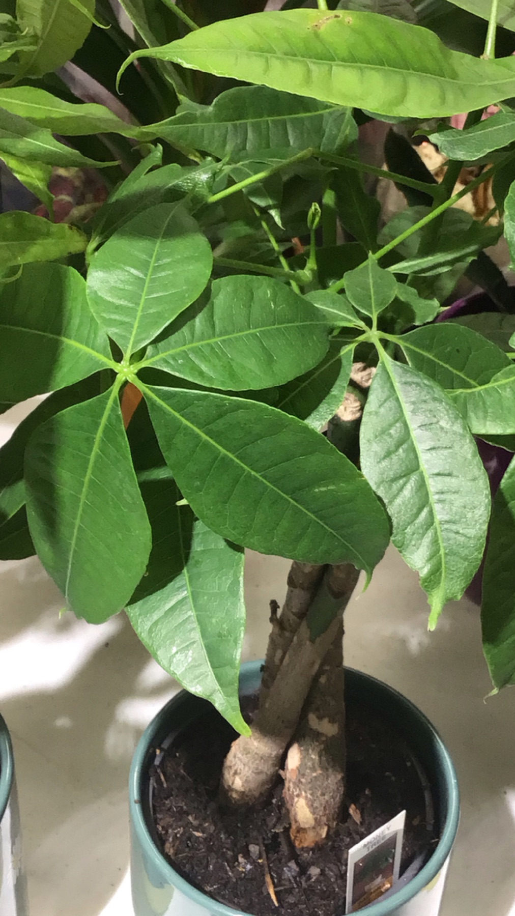 Money Tree — photo 3