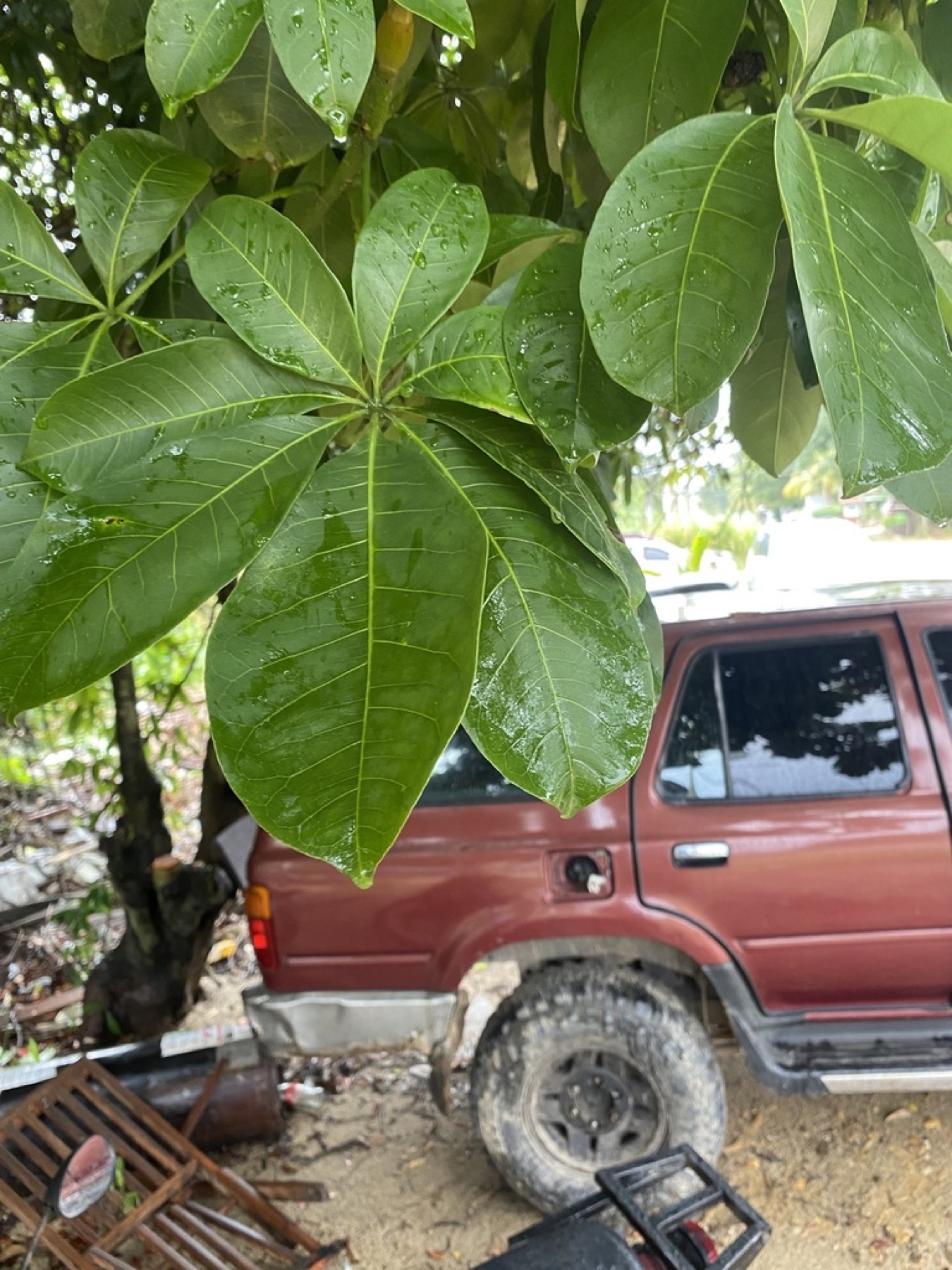 Money Tree — photo 4