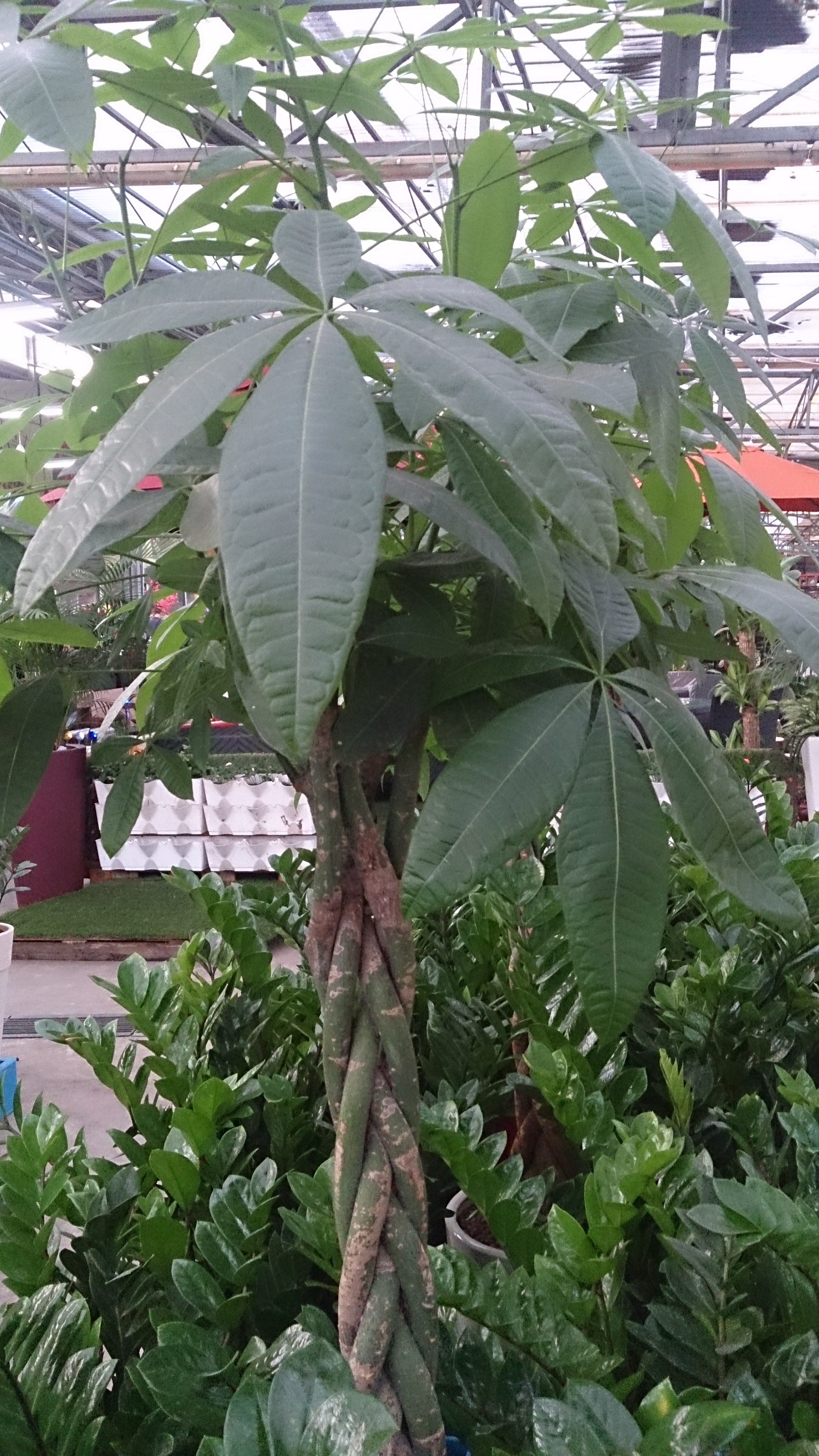 Money Tree — photo 21