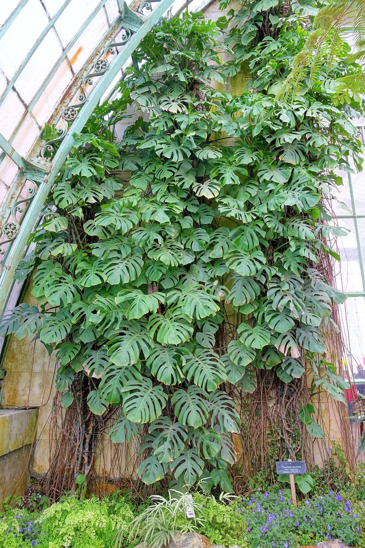 Monstera — photo 6