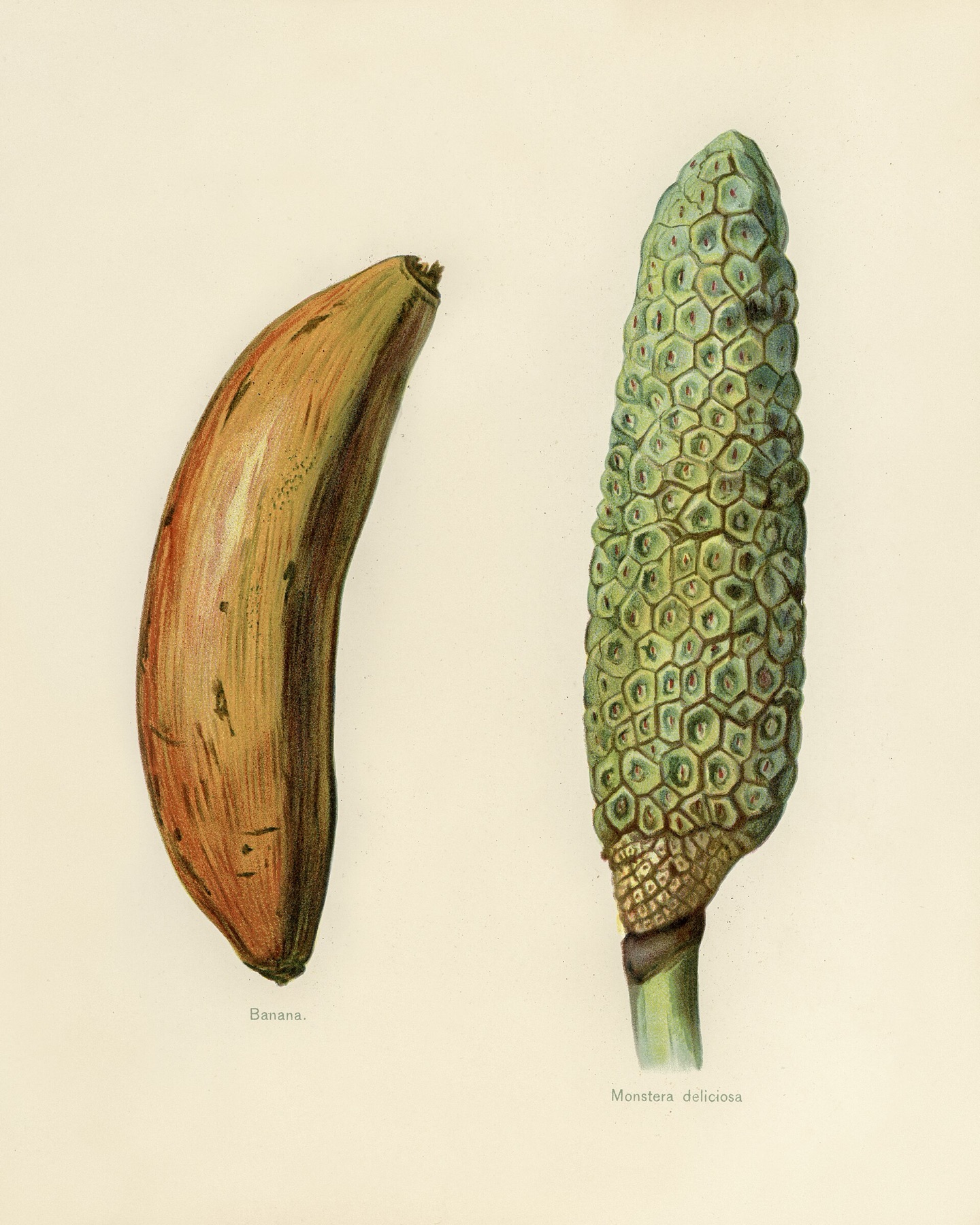 Monstera — photo 7