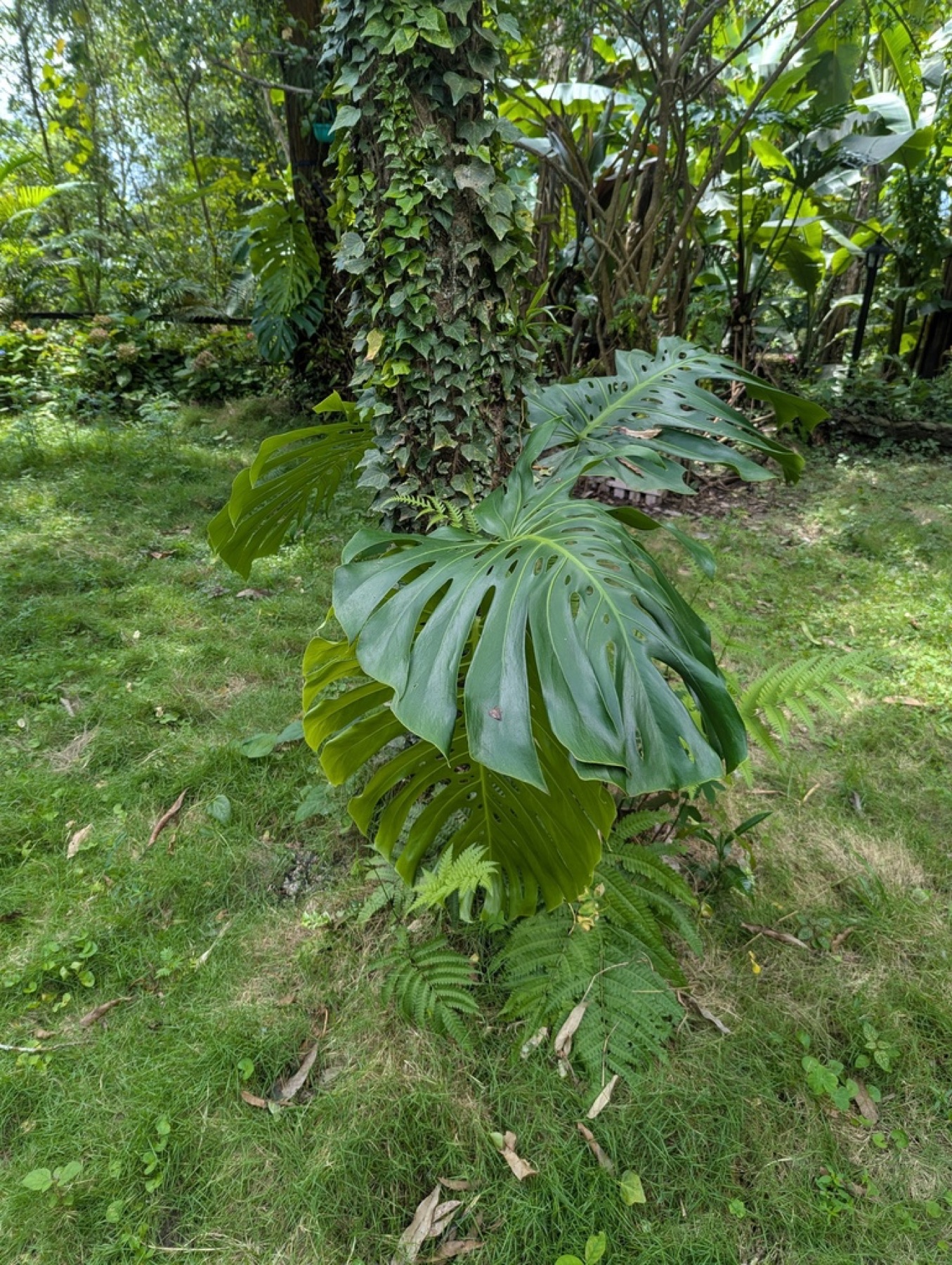 Monstera — photo 9