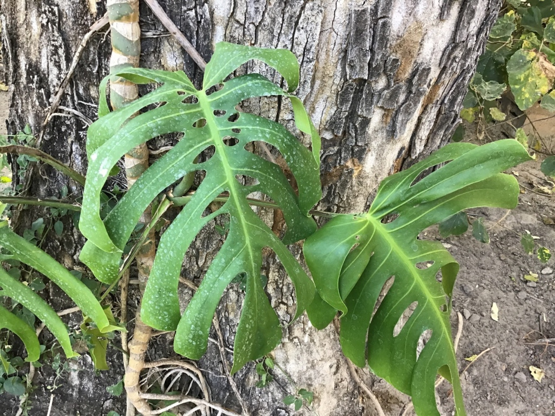 Monstera — photo 10