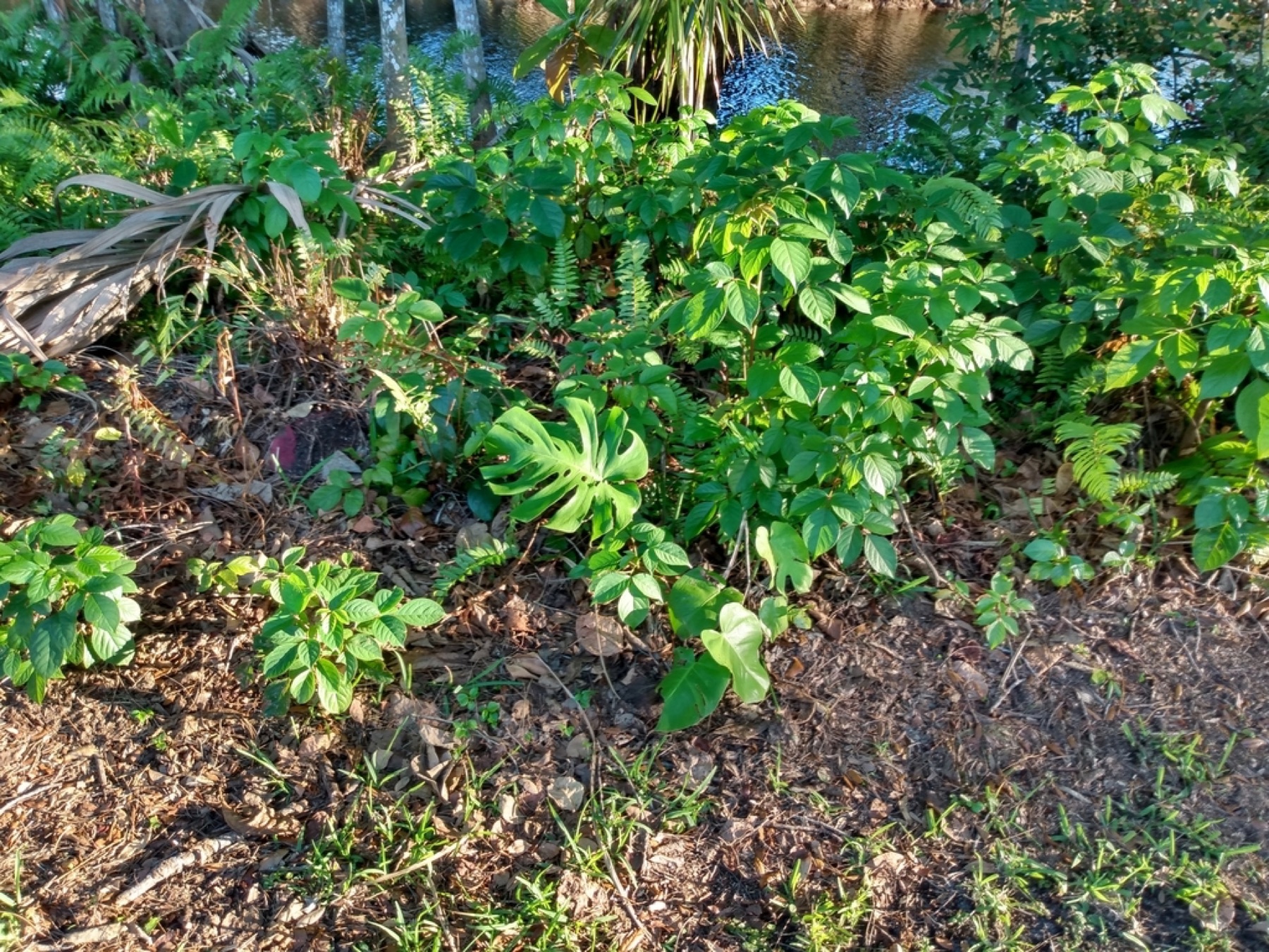 Monstera — photo 11