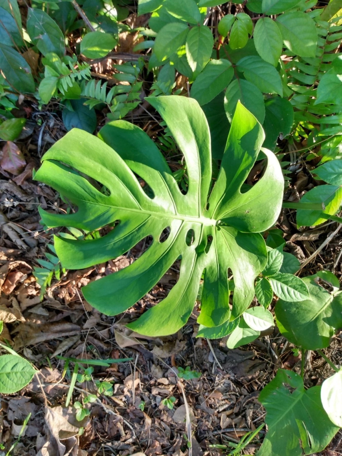 Monstera — photo 12
