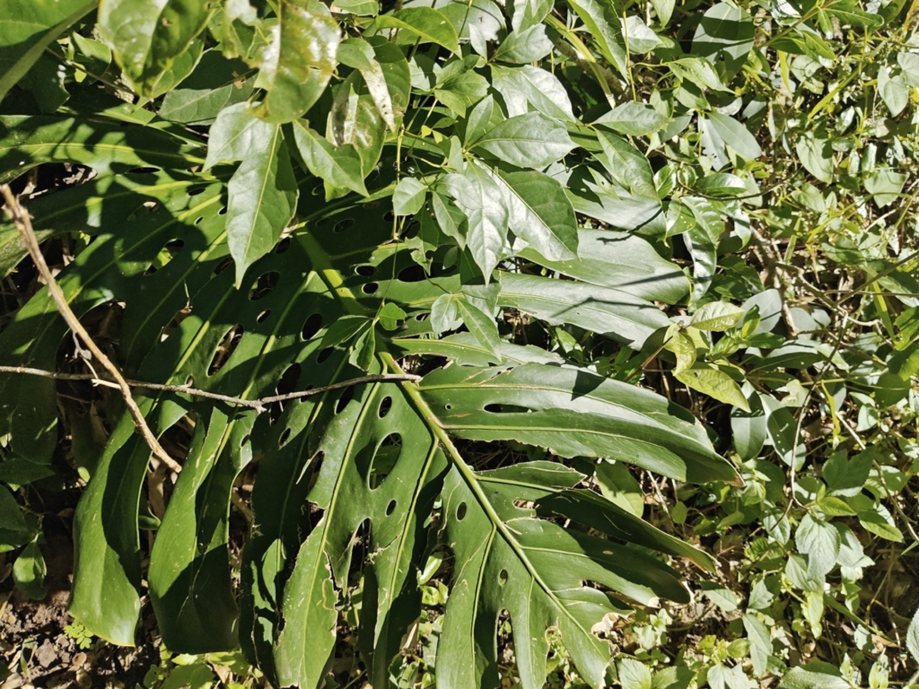 Monstera — photo 13