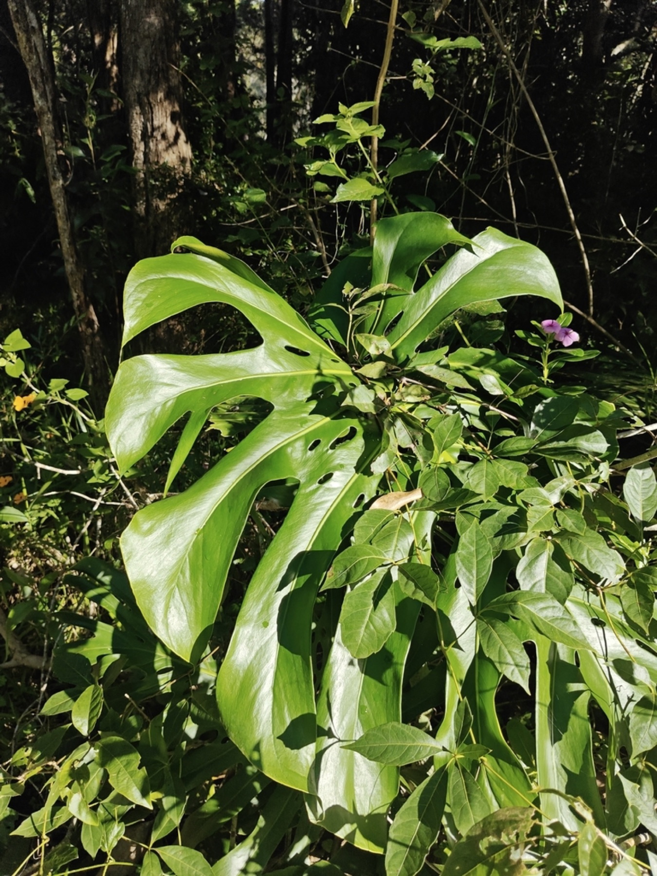 Monstera — photo 14