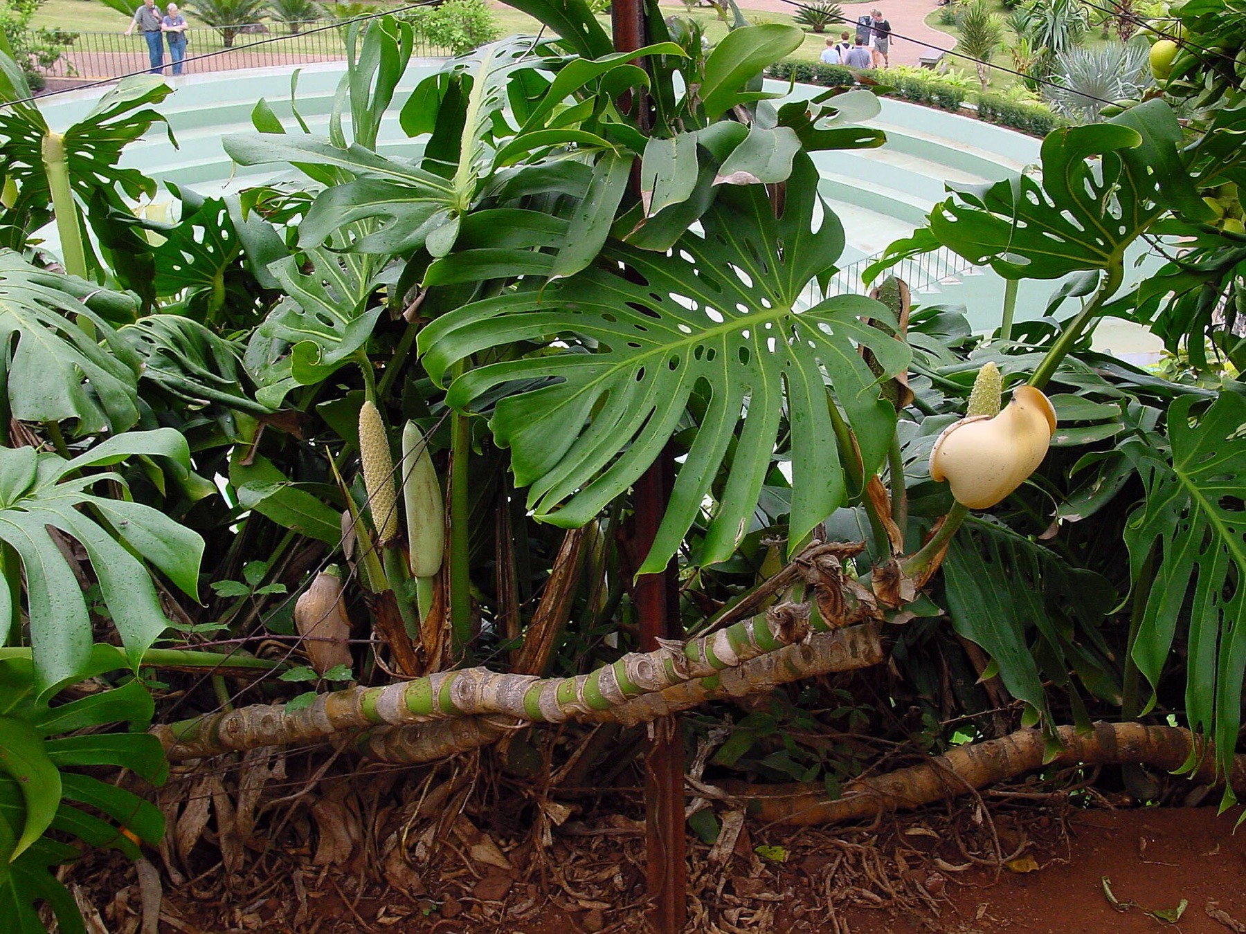 Monstera — photo 15
