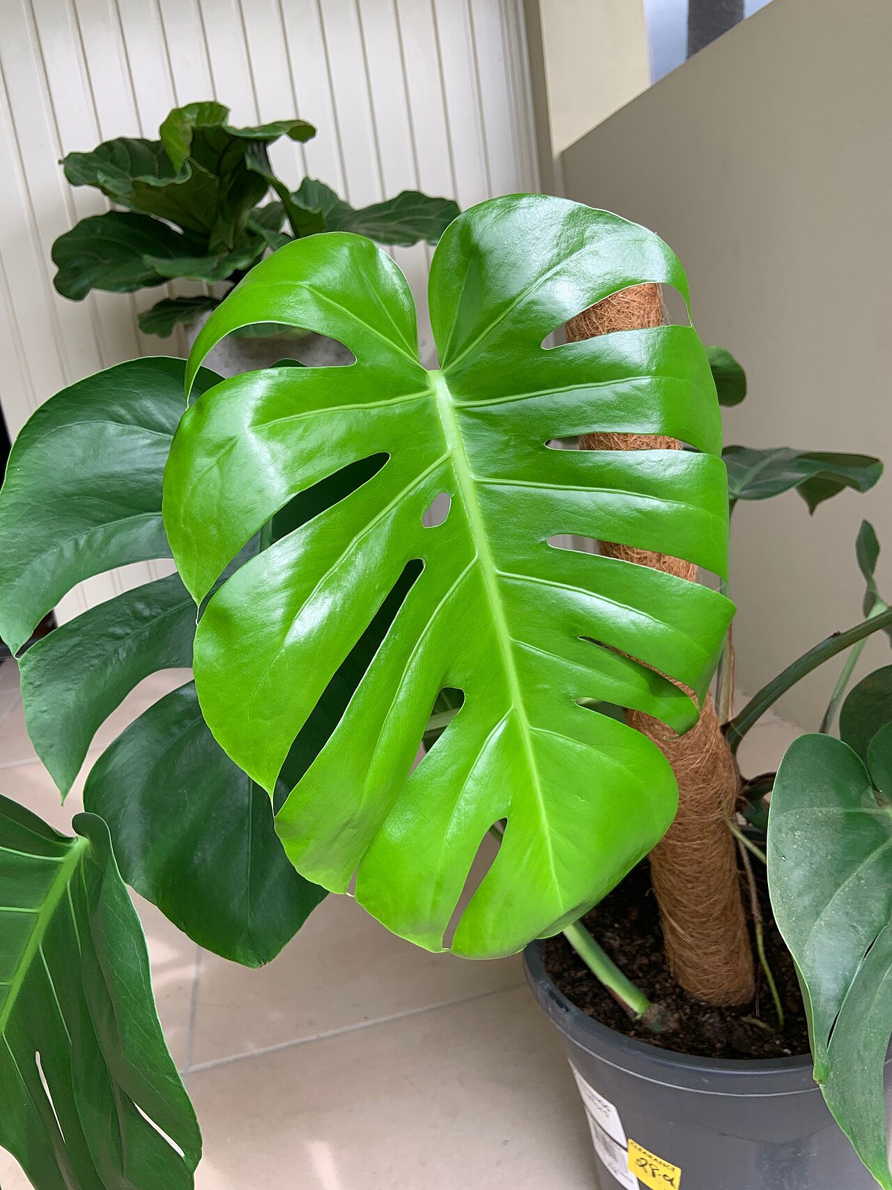Monstera — photo 24