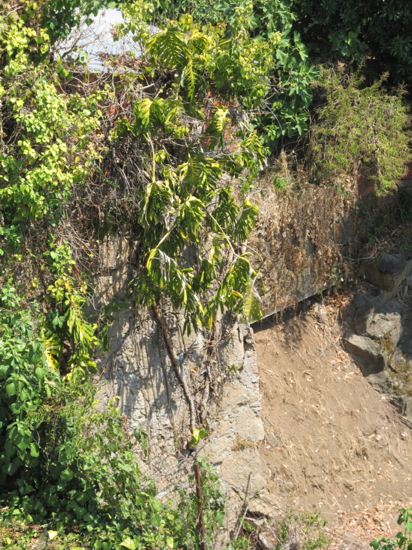 Monstera — photo 16