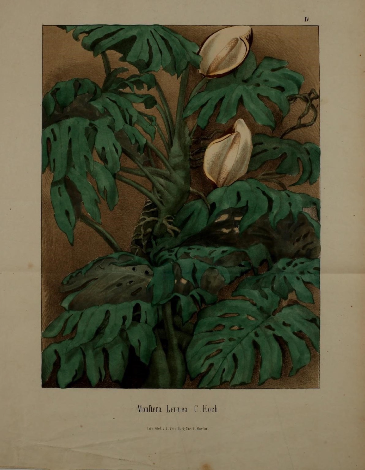 Monstera — photo 17