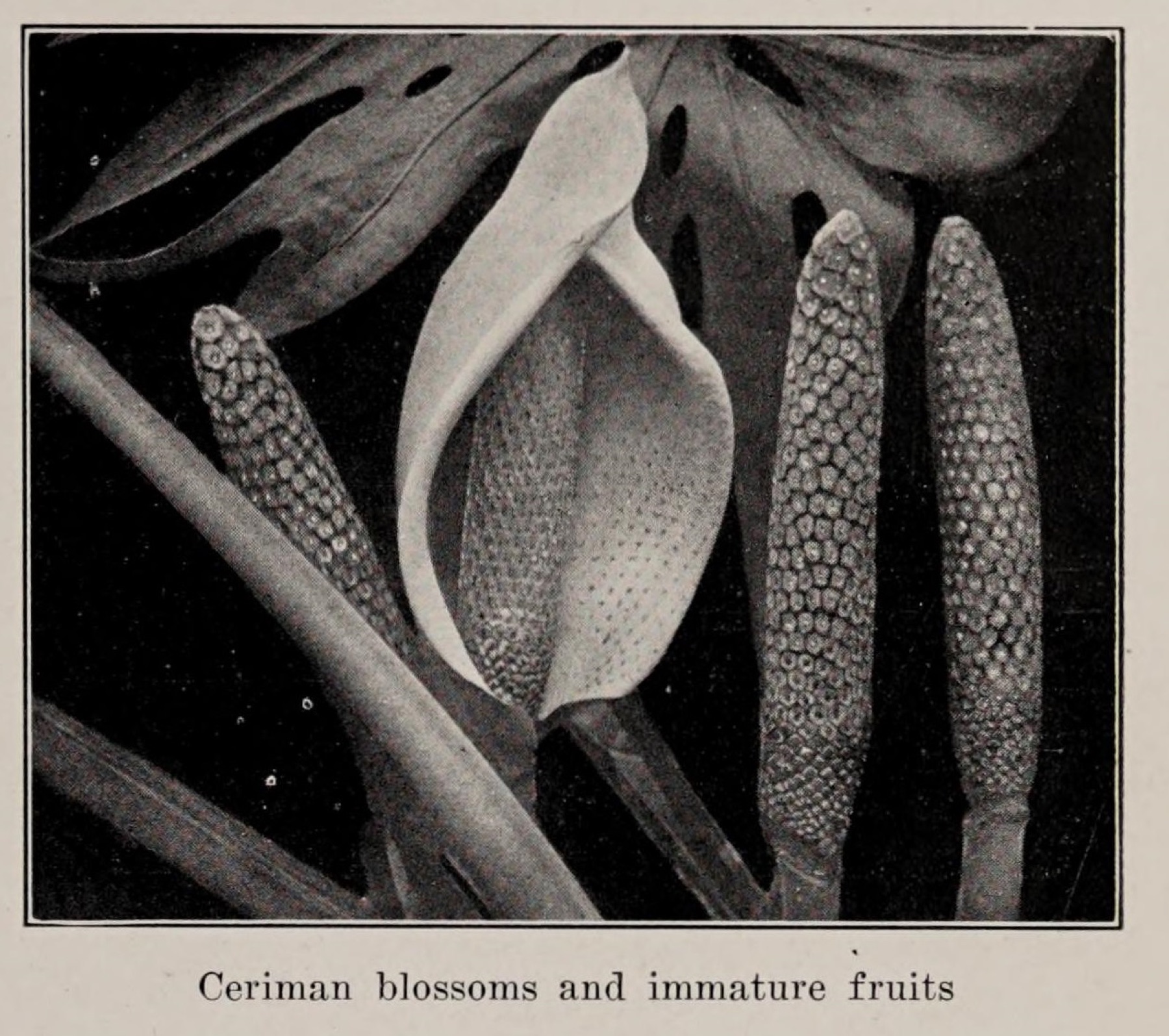Monstera — photo 18