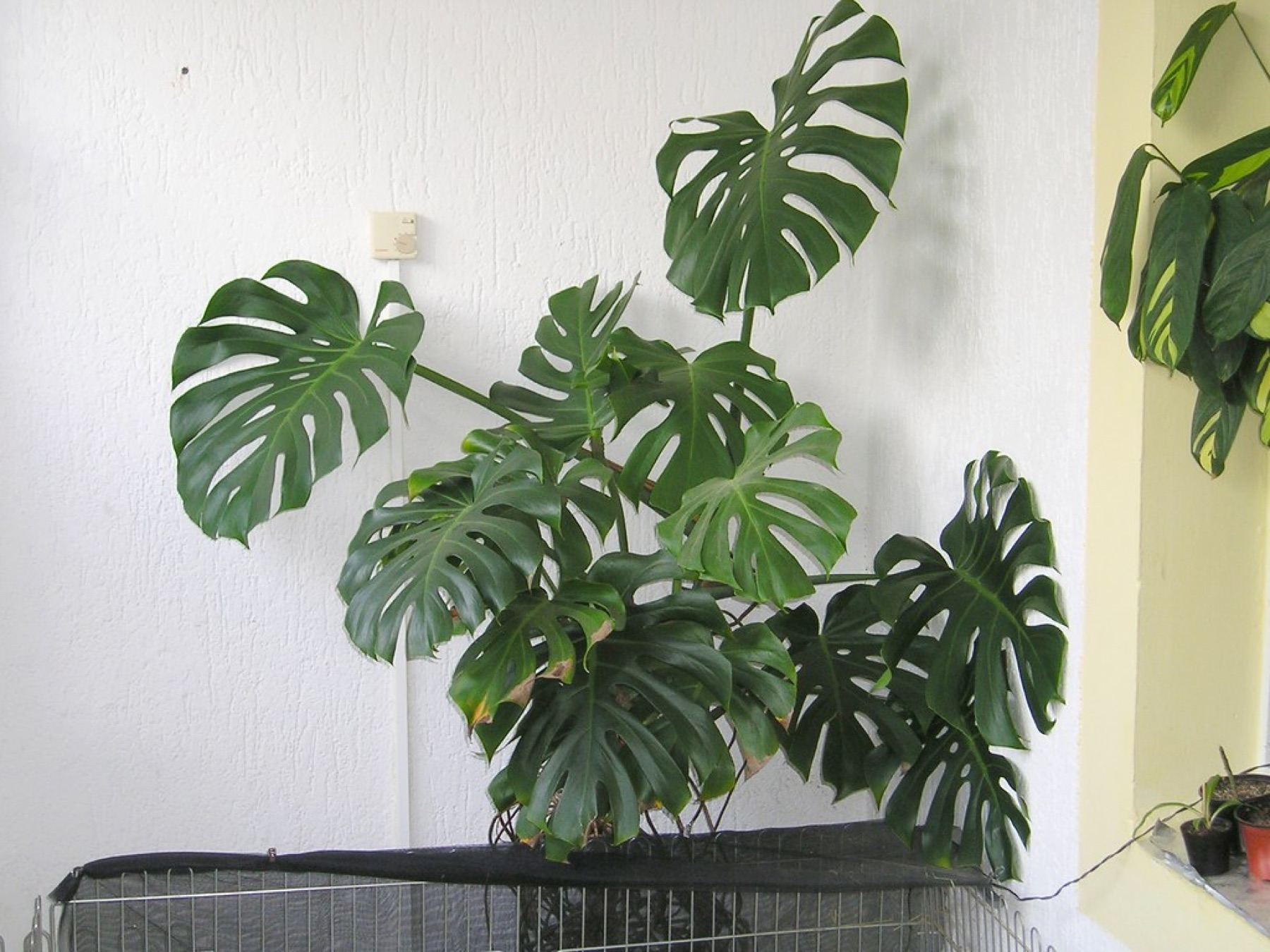 Monstera — photo 19