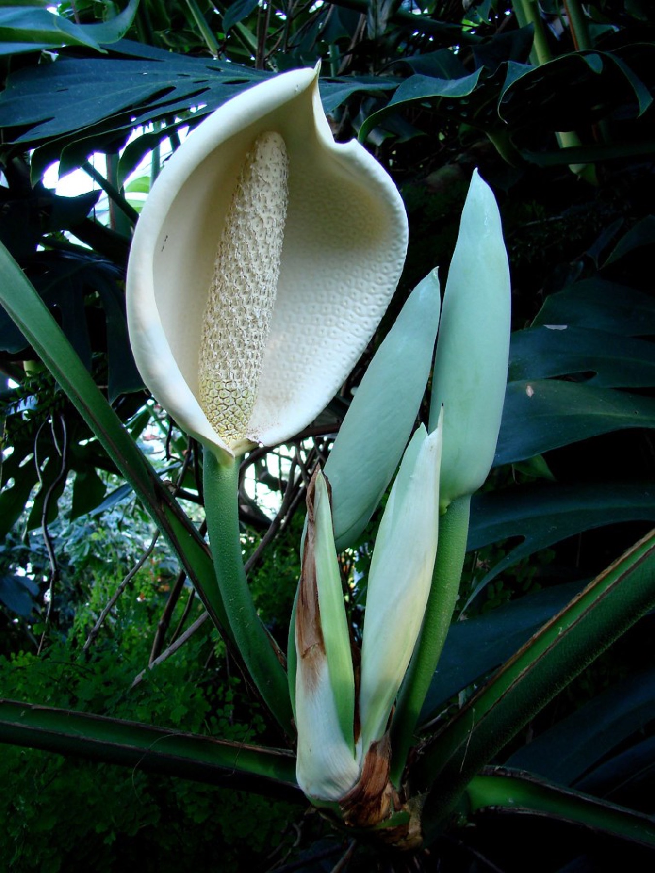 Monstera — photo 20