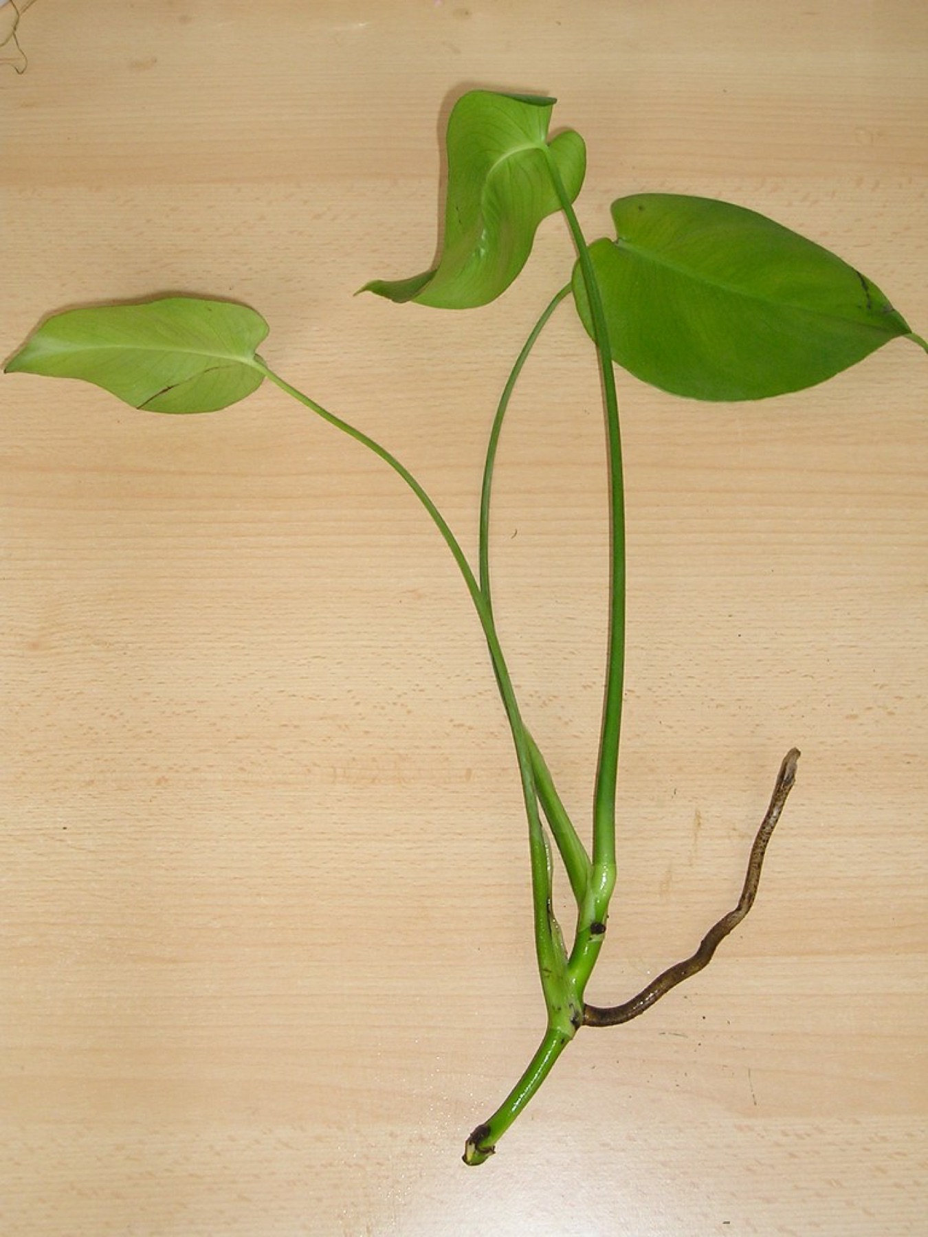 Monstera — photo 21