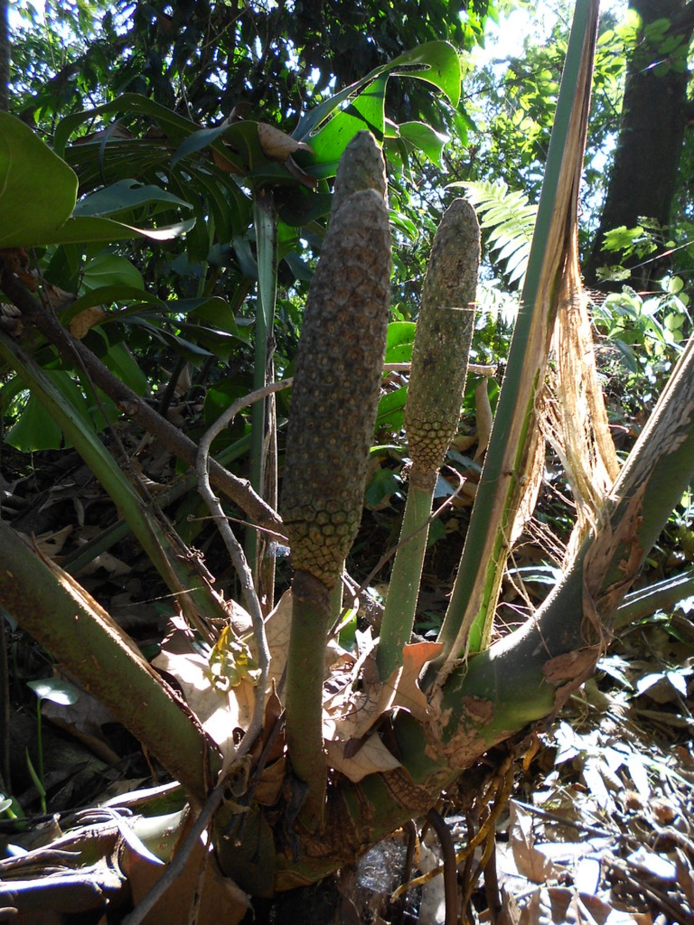 Monstera — photo 22