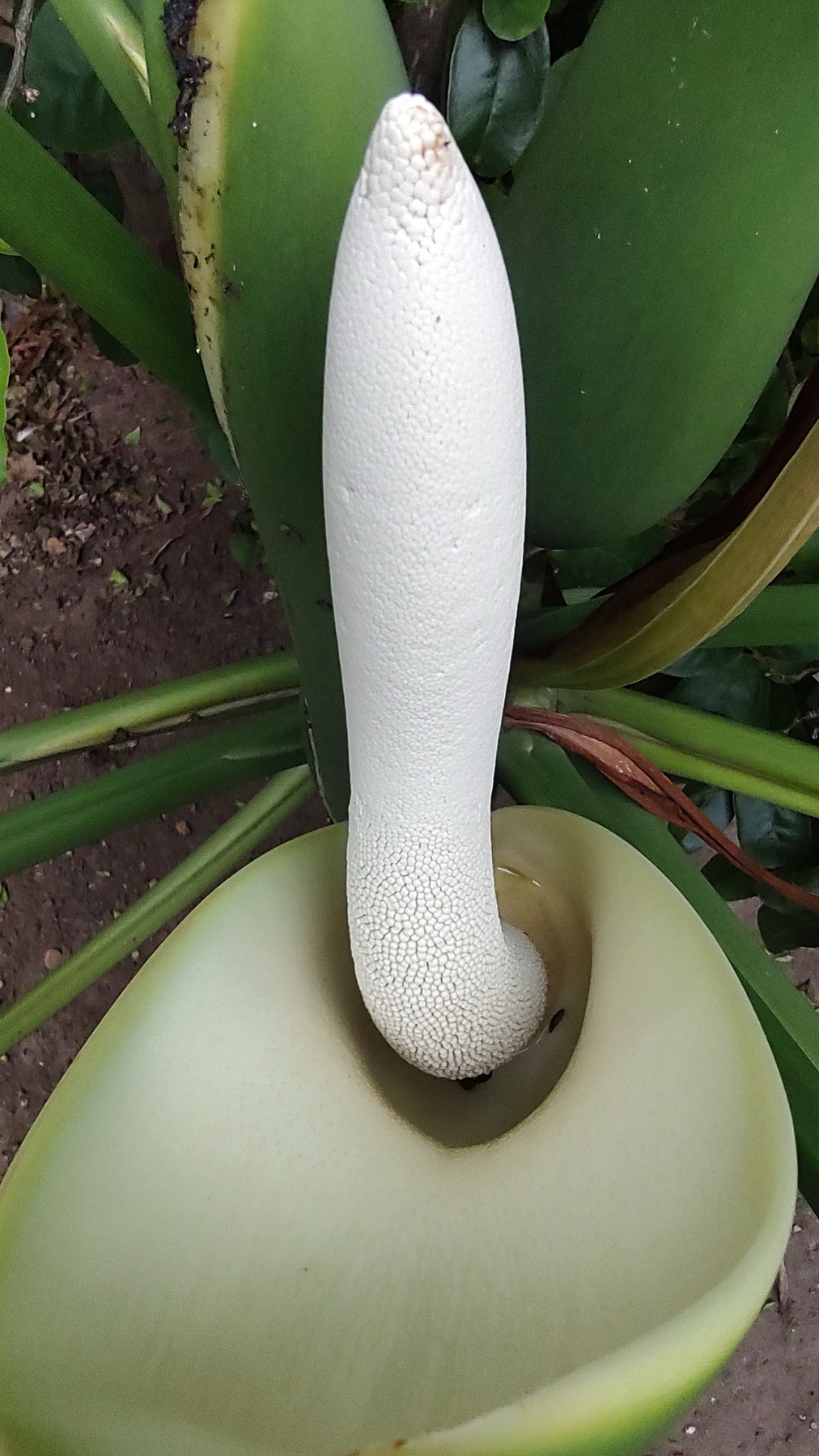 Monstera — photo 1