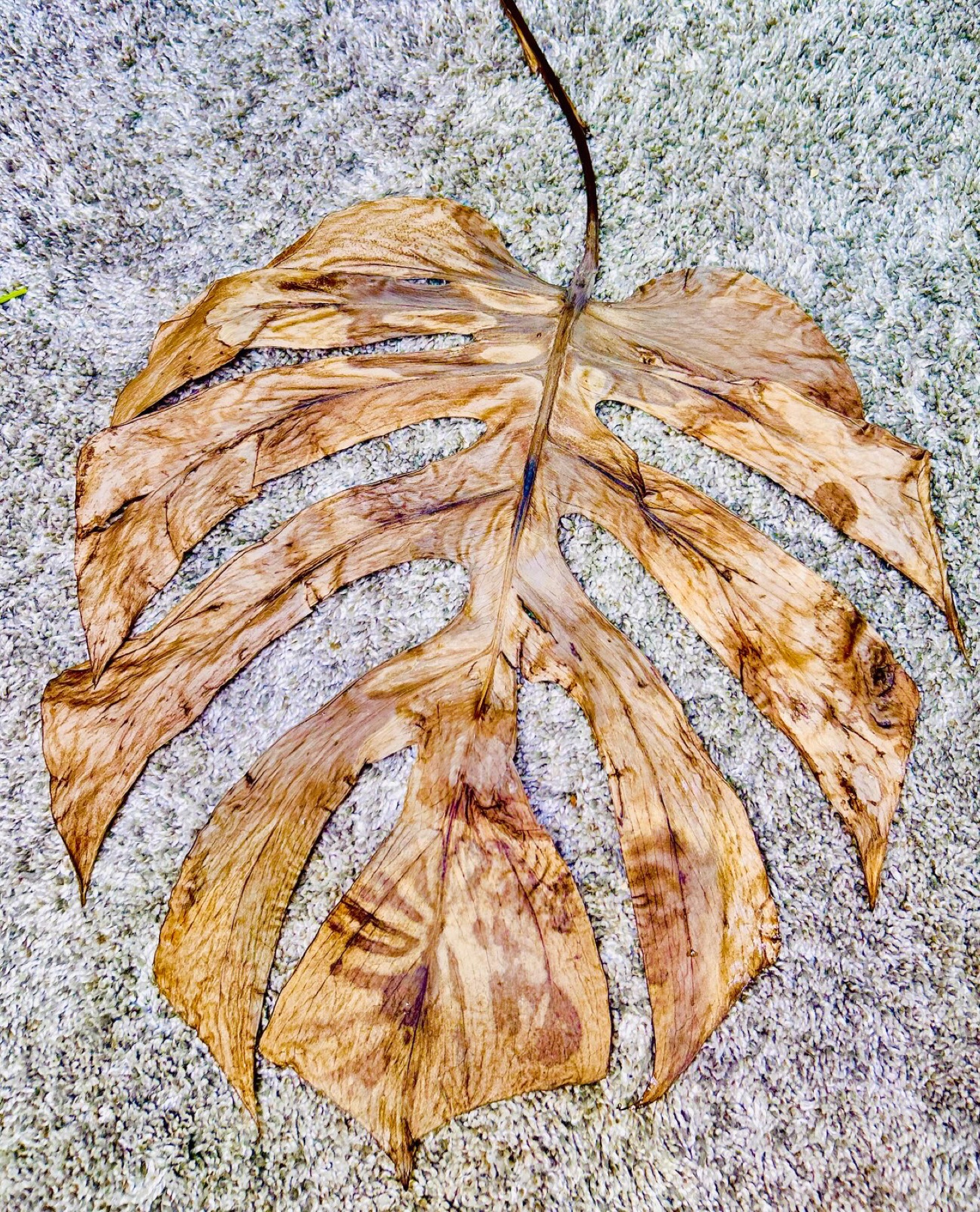 Monstera — photo 2