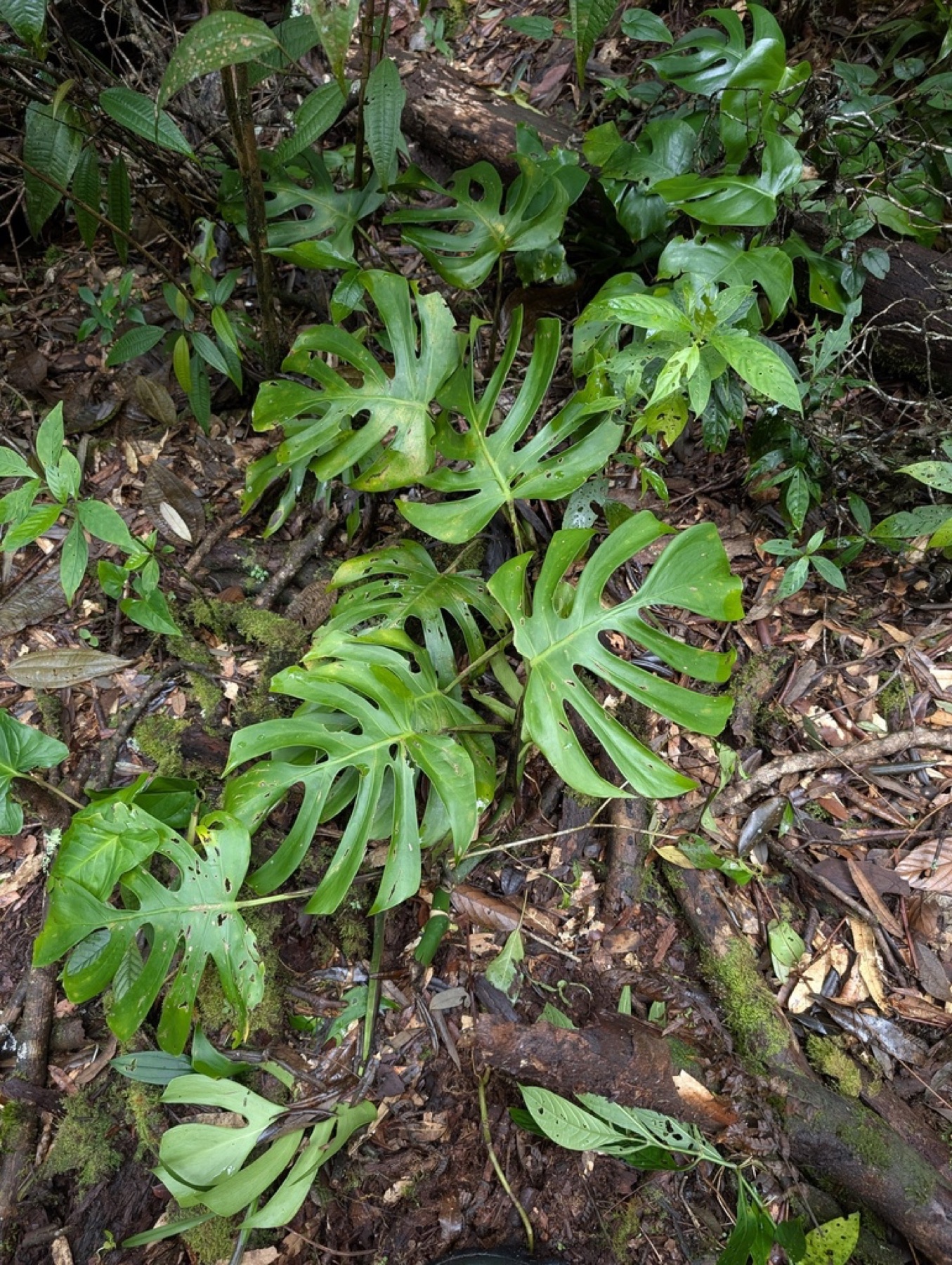 Monstera — photo 3