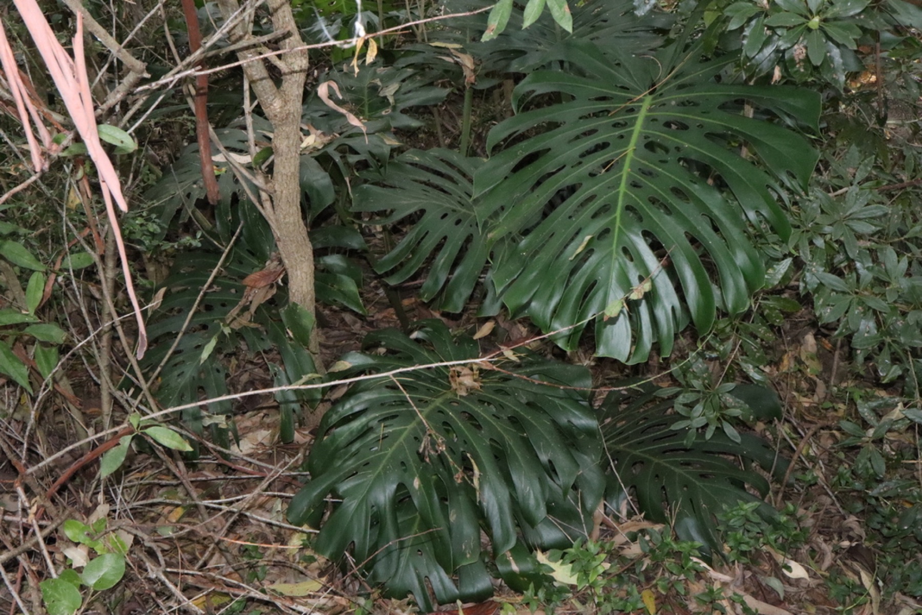Monstera — photo 4